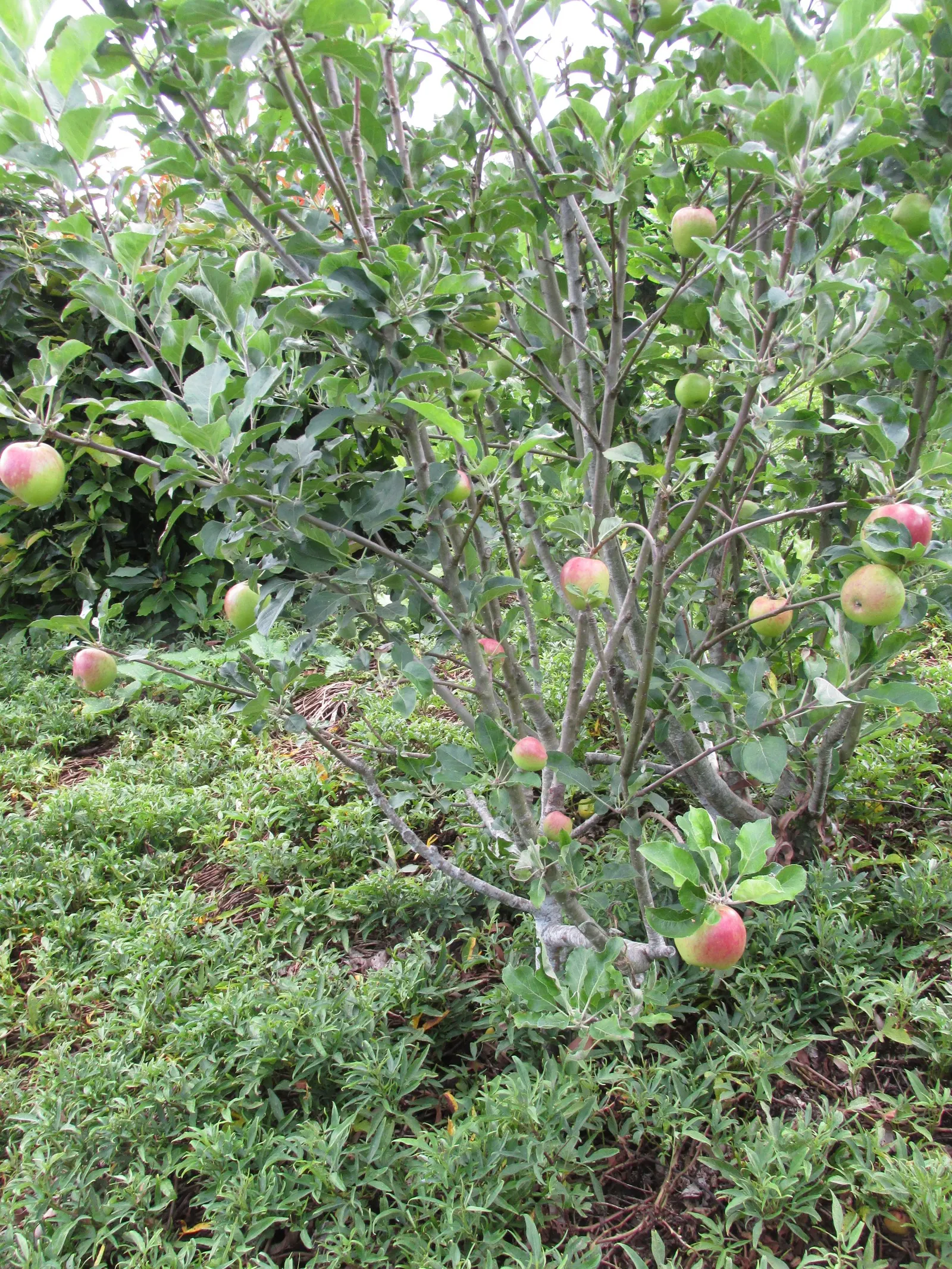 Anna Apple (Malus Pumila 'Anna Apple') — This variety yields sweet, crisp apples even in warm climates, ideal for USDA zones 6-9; and preserves.<br><br>Proper