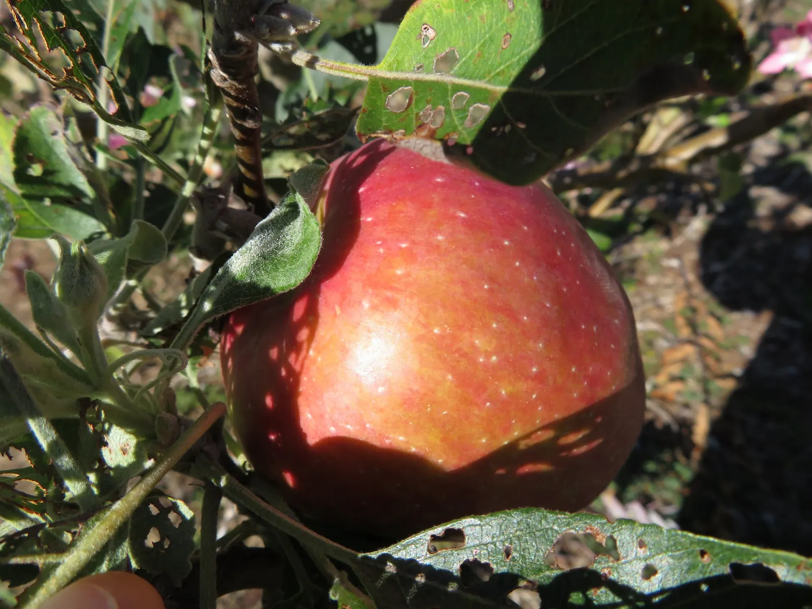Anna Apple (Malus Pumila 'Anna Apple') — Anna Apple trees require well-drained loamy soil with a pH ranging from 6.0 to 7.0