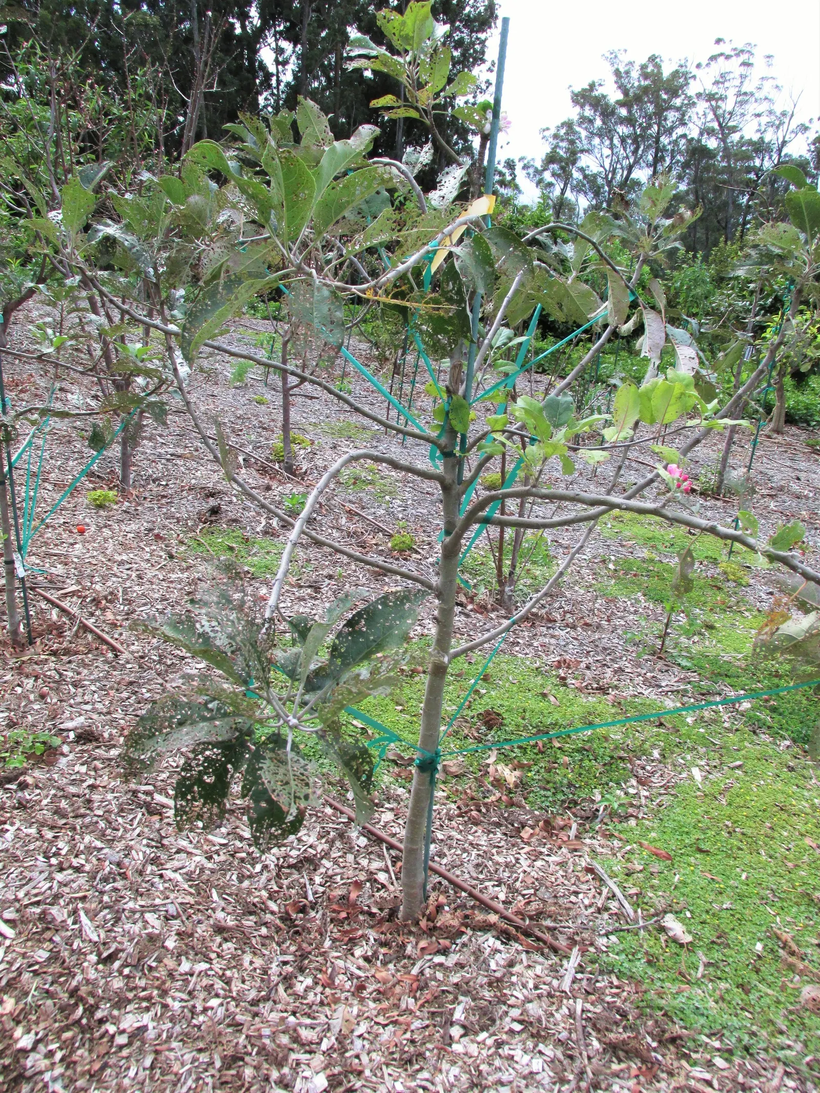 Anna Apple (Malus Pumila 'Anna Apple') — This deciduous tree is a hybrid developed in Israel for its tolerance to heat; anna Apples are medium in size