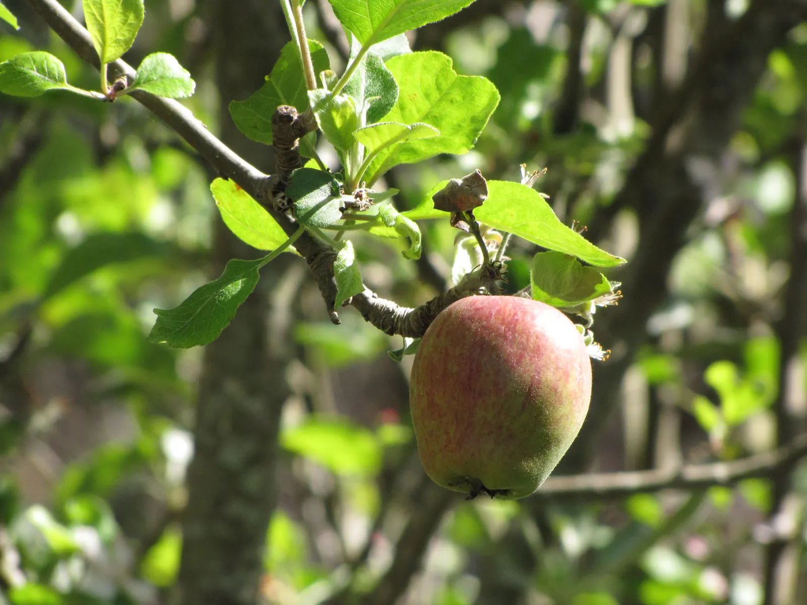 Anna Apple (Malus Pumila 'Anna Apple') — and suitability to warm climates; is a sought-after fruit tree particularly prized for its adaptability