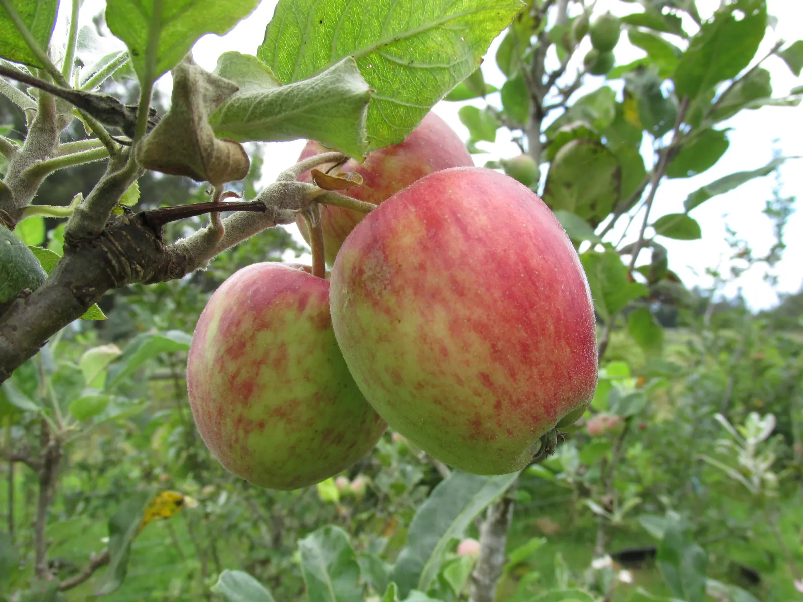 Anna Apple (Malus Pumila 'Anna Apple') — flourishing in USDA zones 6 to 9