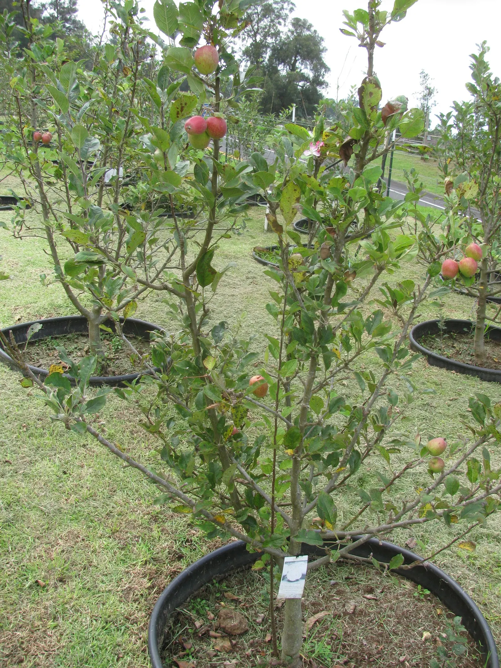Anna Apple (Malus Pumila 'Anna Apple') — The Malus pumila 'Anna Apple' is a self-pollinating