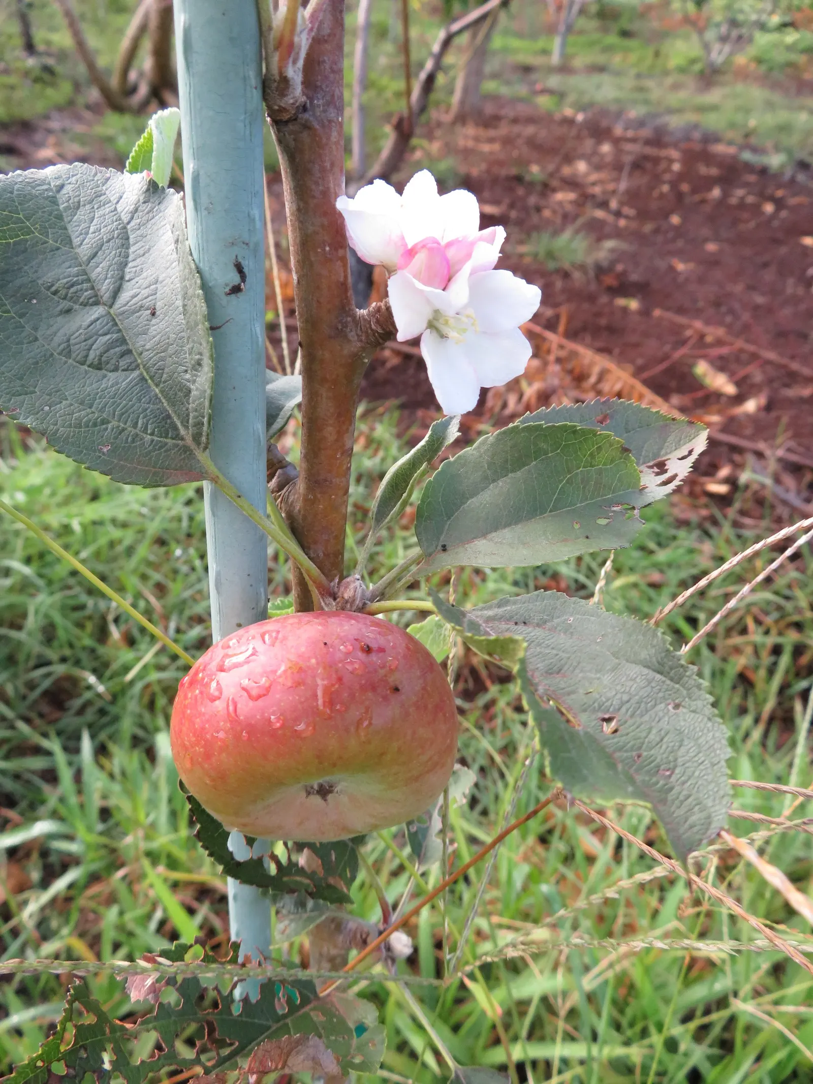 Anna Apple (Malus Pumila 'Anna Apple') — This deciduous tree is a hybrid developed in Israel for its tolerance to heat