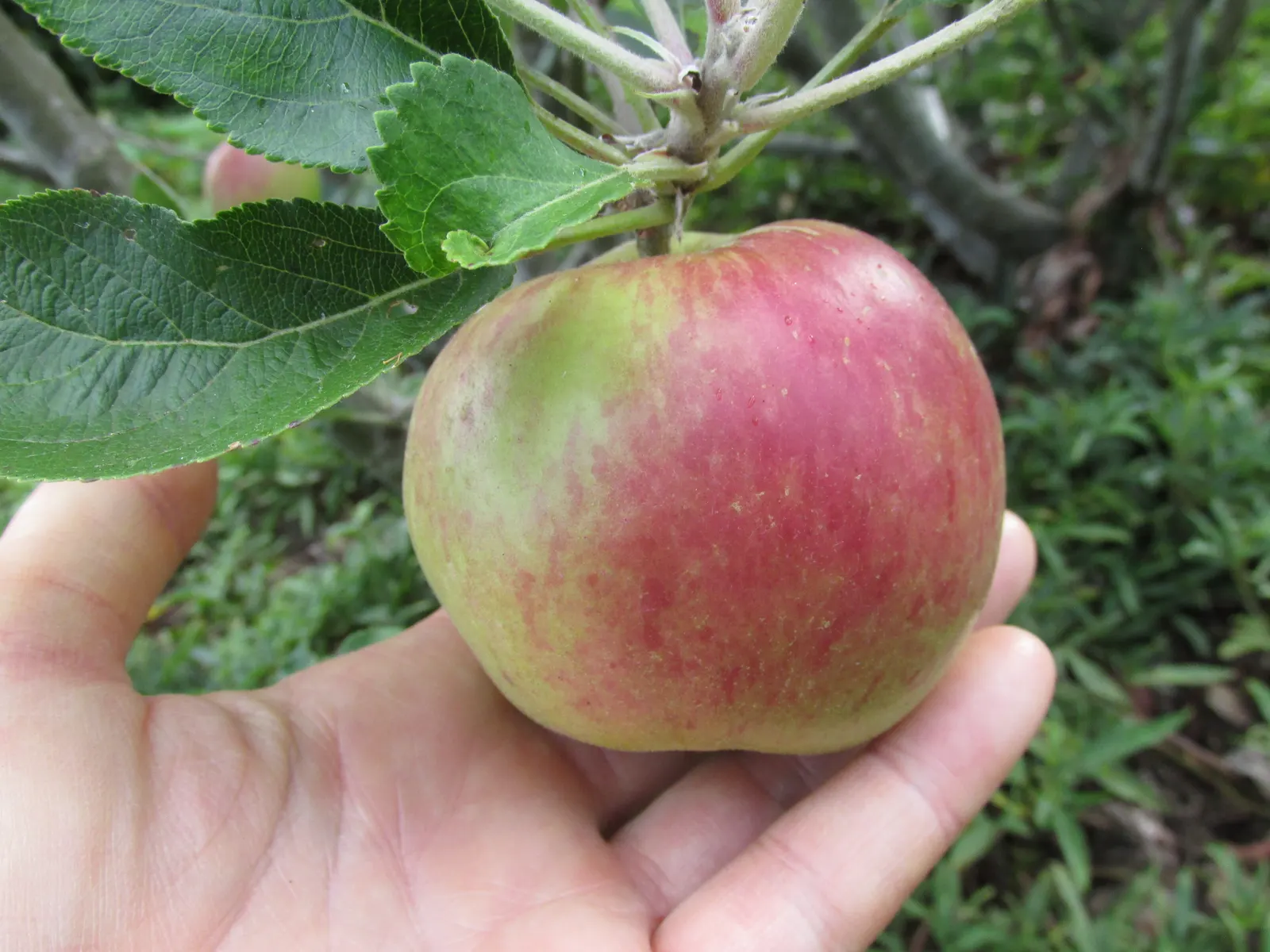 Anna Apple (Malus Pumila 'Anna Apple') — With a moderate growth rate, Anna Apple trees attain an average height and spread of 15 to 25 feet when mature