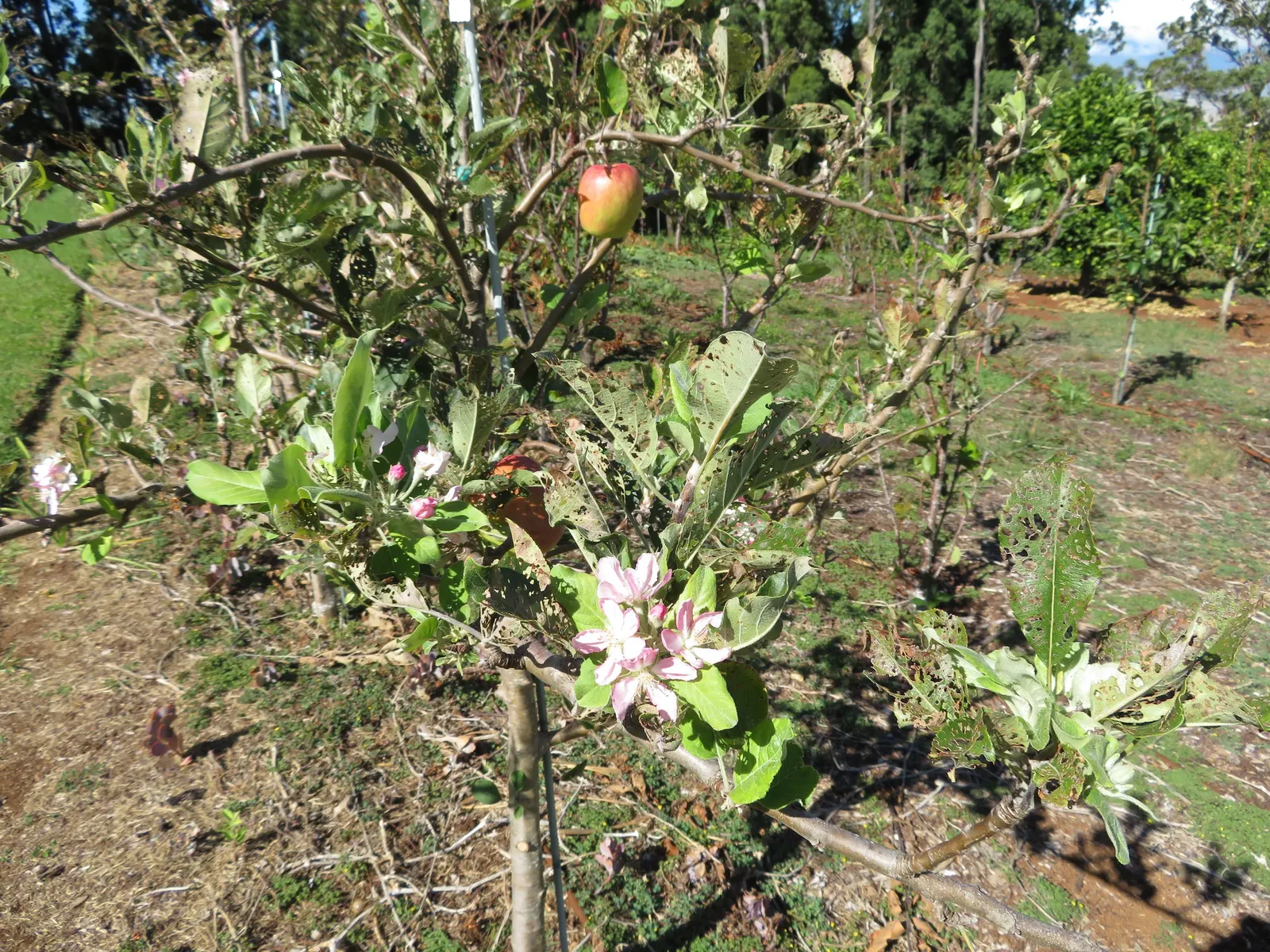 Anna Apple (Malus Pumila 'Anna Apple') — and suitability to warm climates