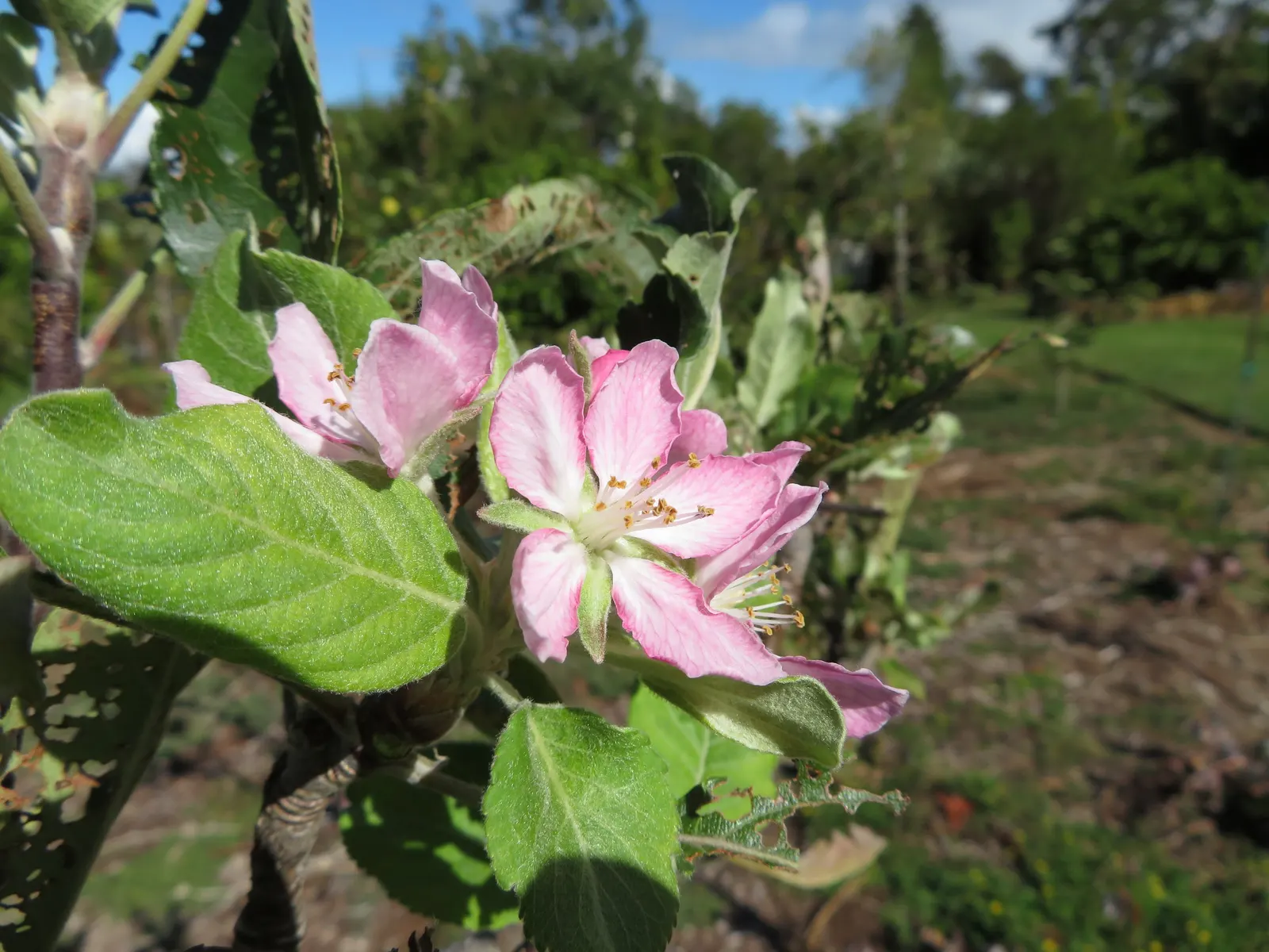 Anna Apple (Malus Pumila 'Anna Apple') — It features white blossoms in spring, with harvest in early summer