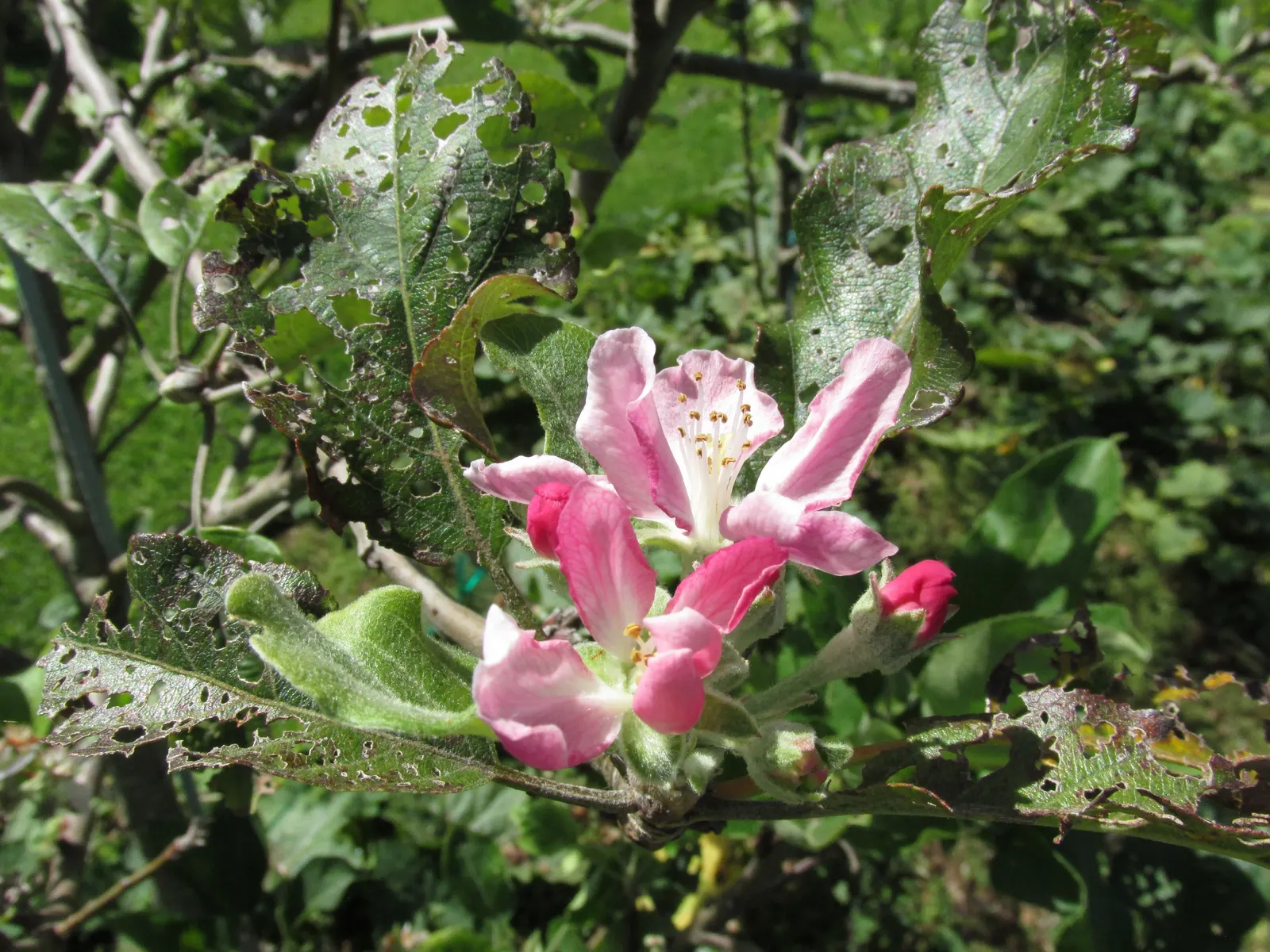 Anna Apple (Malus Pumila 'Anna Apple') — fruit-bearing tree reaching 15ft high with a spread of 10ft