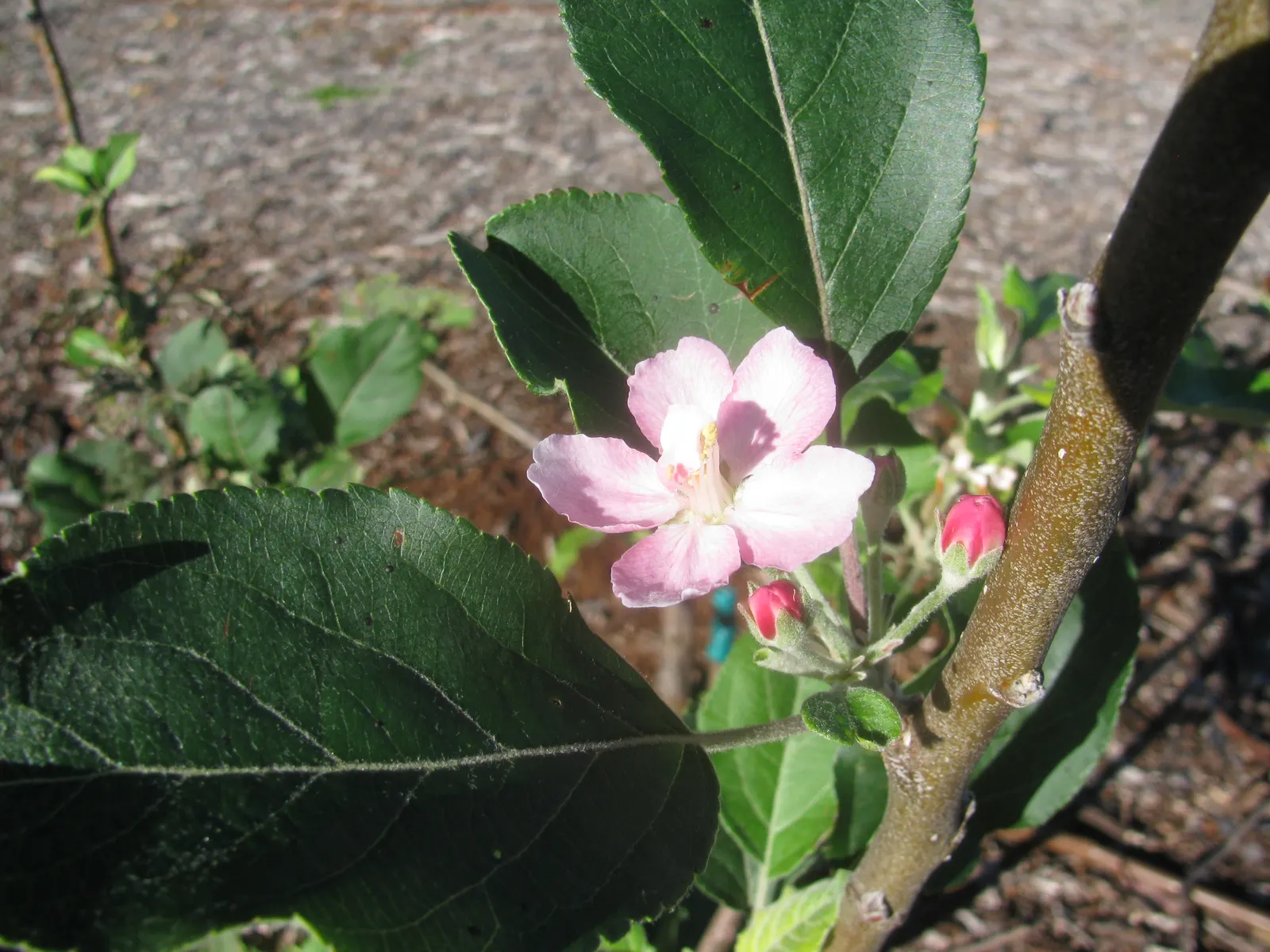Anna Apple (Malus Pumila 'Anna Apple') — Requires minimal chill hours, perfect for a focal point or espalier in residential gardens
