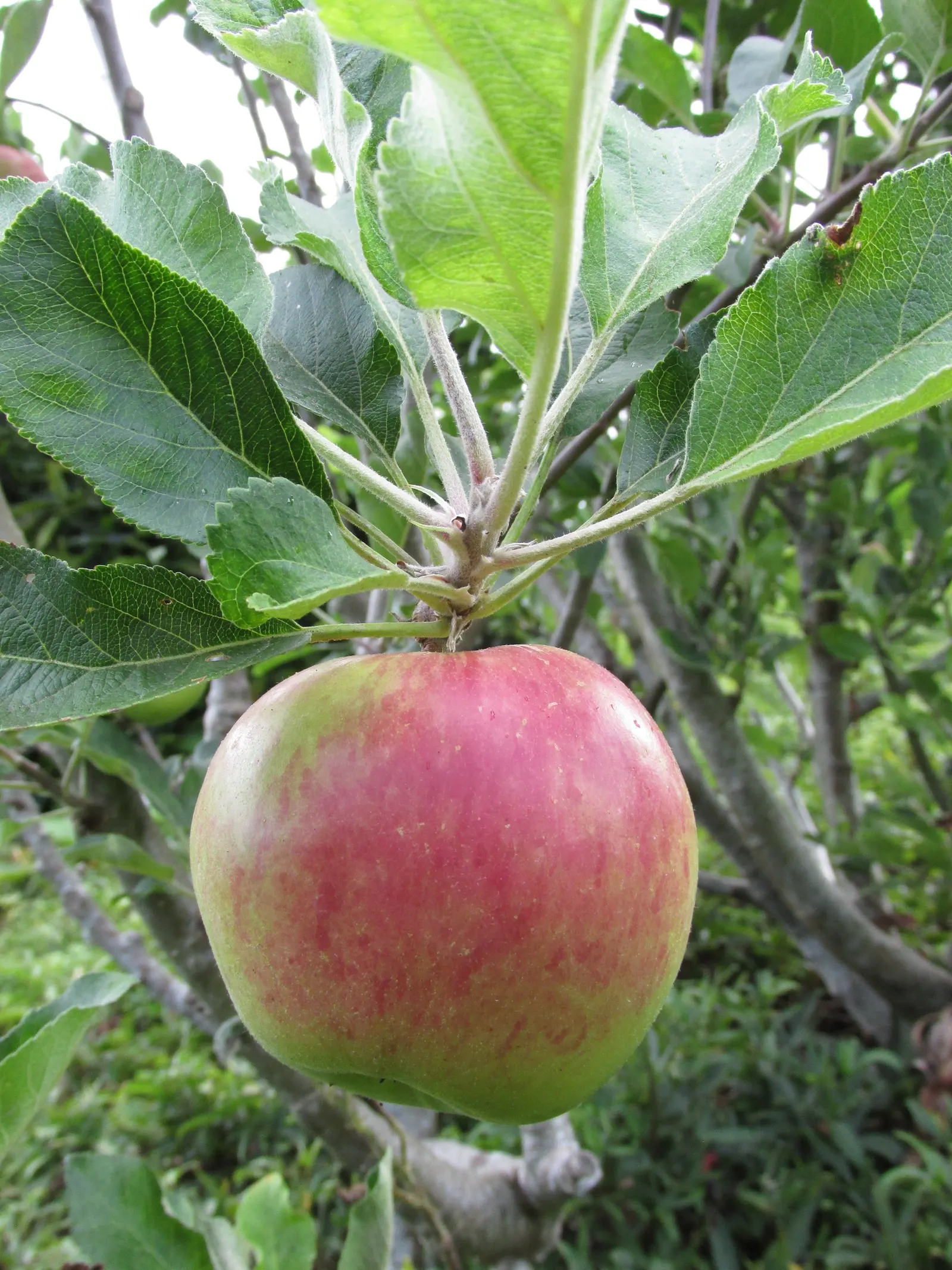 Anna Apple (Malus Pumila 'Anna Apple') — Anna Apples are medium in size