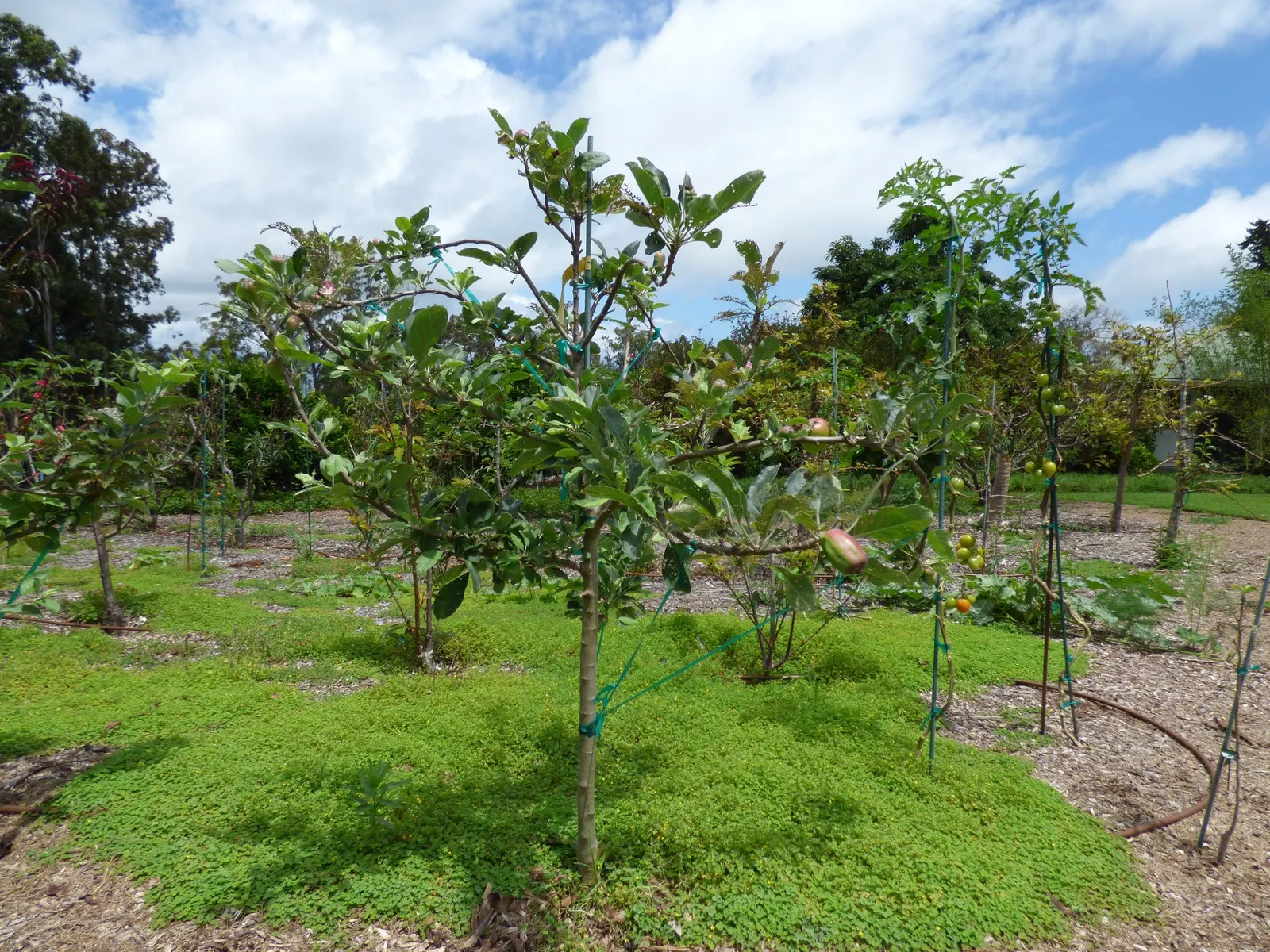 Anna Apple (Malus Pumila 'Anna Apple') — commonly called Anna Apple; anna Apple trees require well-drained loamy soil with a pH ranging from 6.0 to 7.0