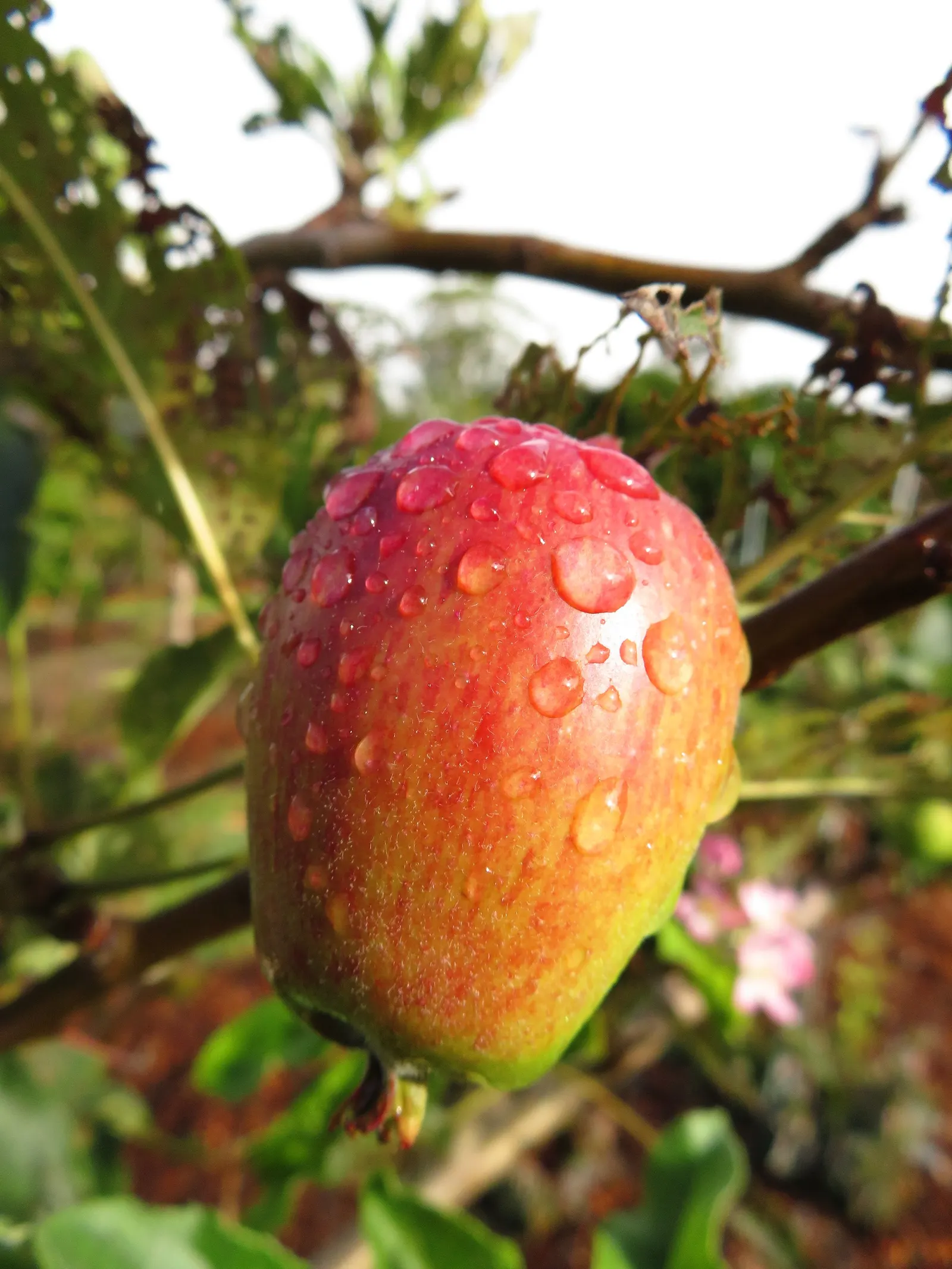Anna Apple (Malus Pumila 'Anna Apple') — mildly tart flavor that is excellent for fresh eating