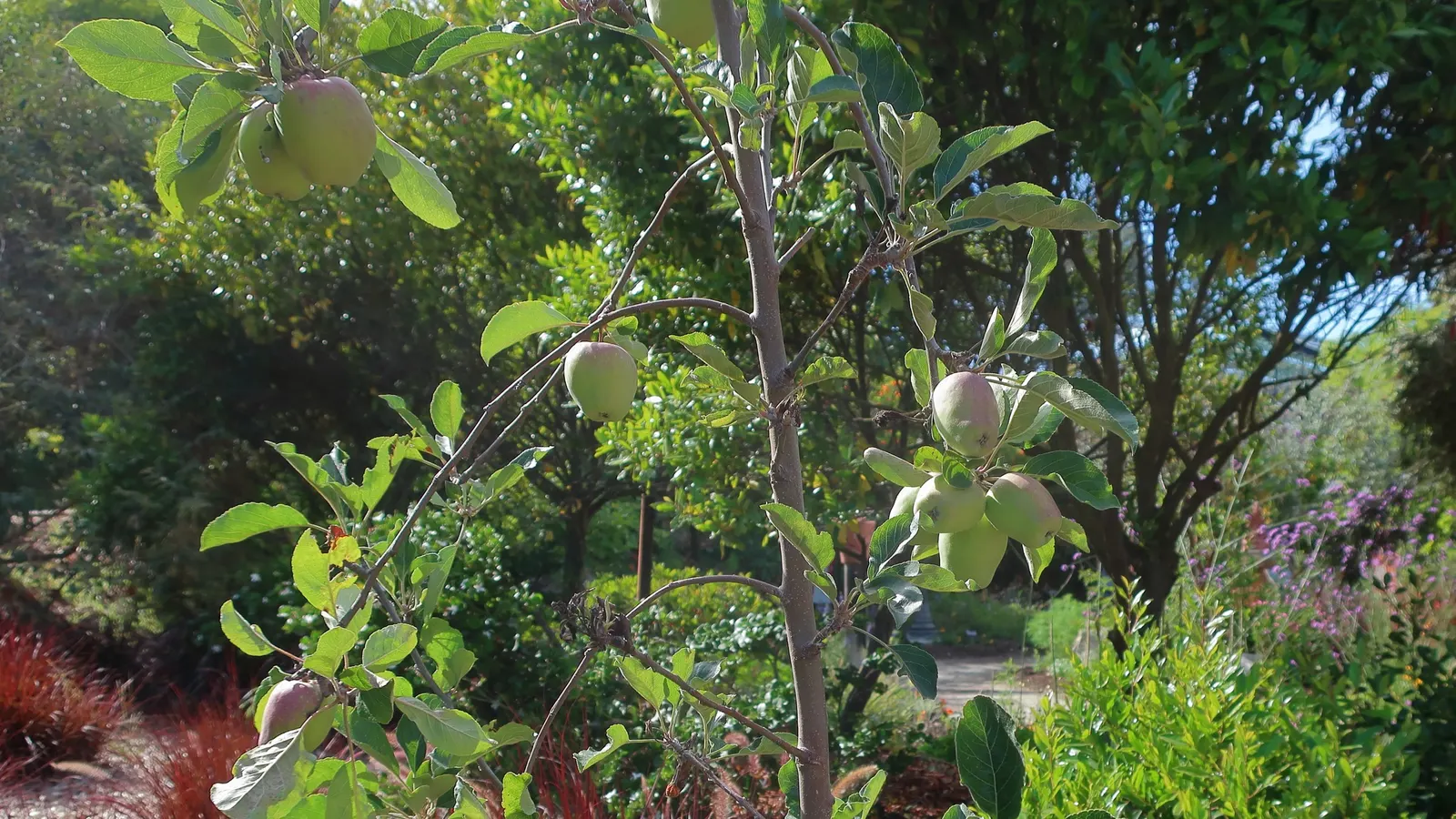 Anna Apple (Malus Pumila 'Anna Apple') — It features white blossoms in spring, with harvest in early summer; tree with white blooms