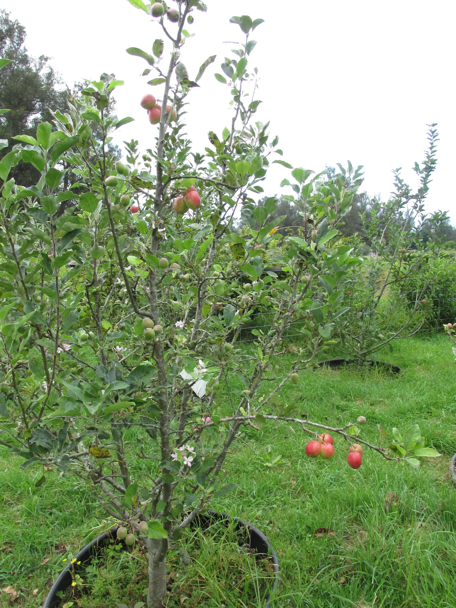 Anna Apple (Malus Pumila 'Anna Apple') — tree with white blooms