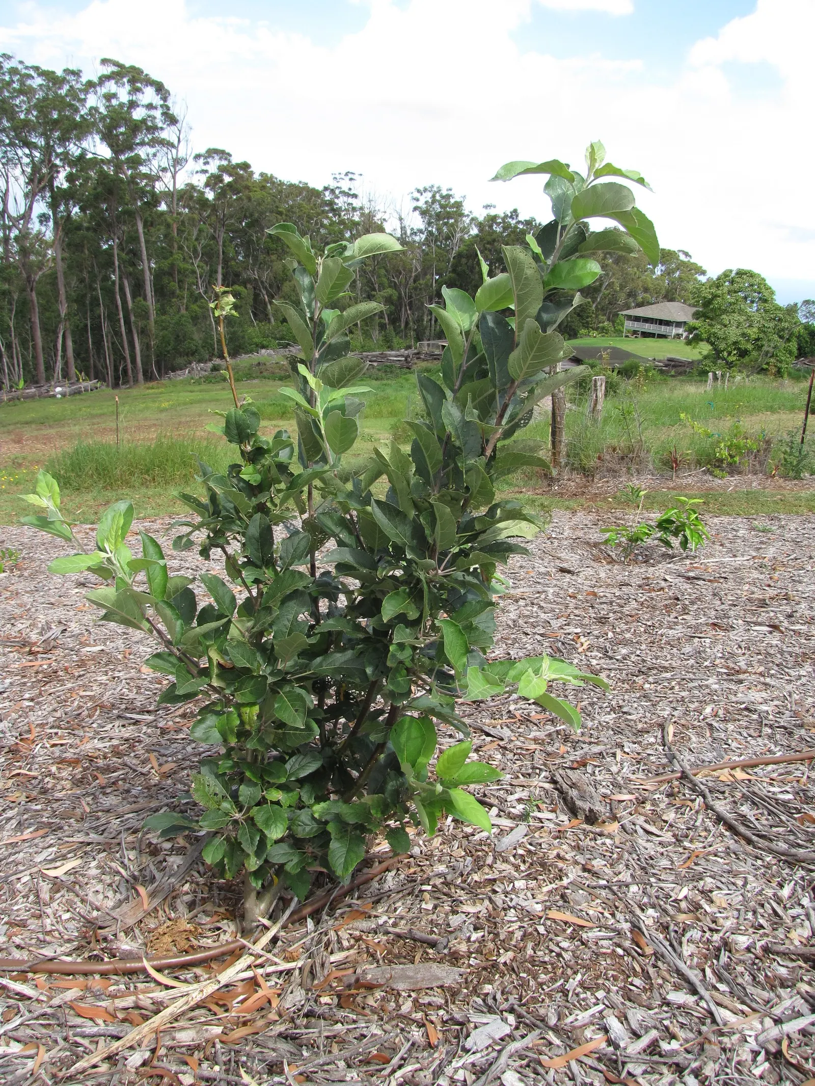 Anna Apple (Malus Pumila 'Anna Apple') — and preserves.<br><br>Proper spacing is essential for landscape design consideration