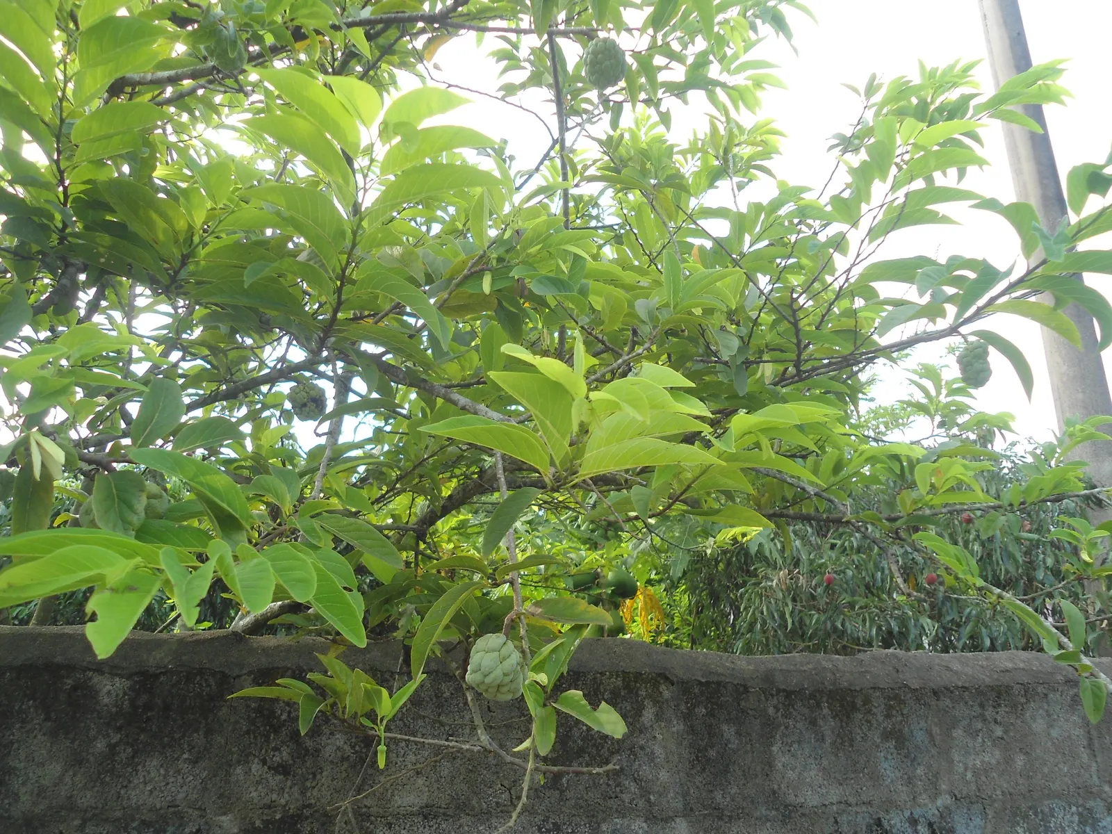 Anna Apple (Malus Pumila 'Anna Apple') — commonly called Anna Apple