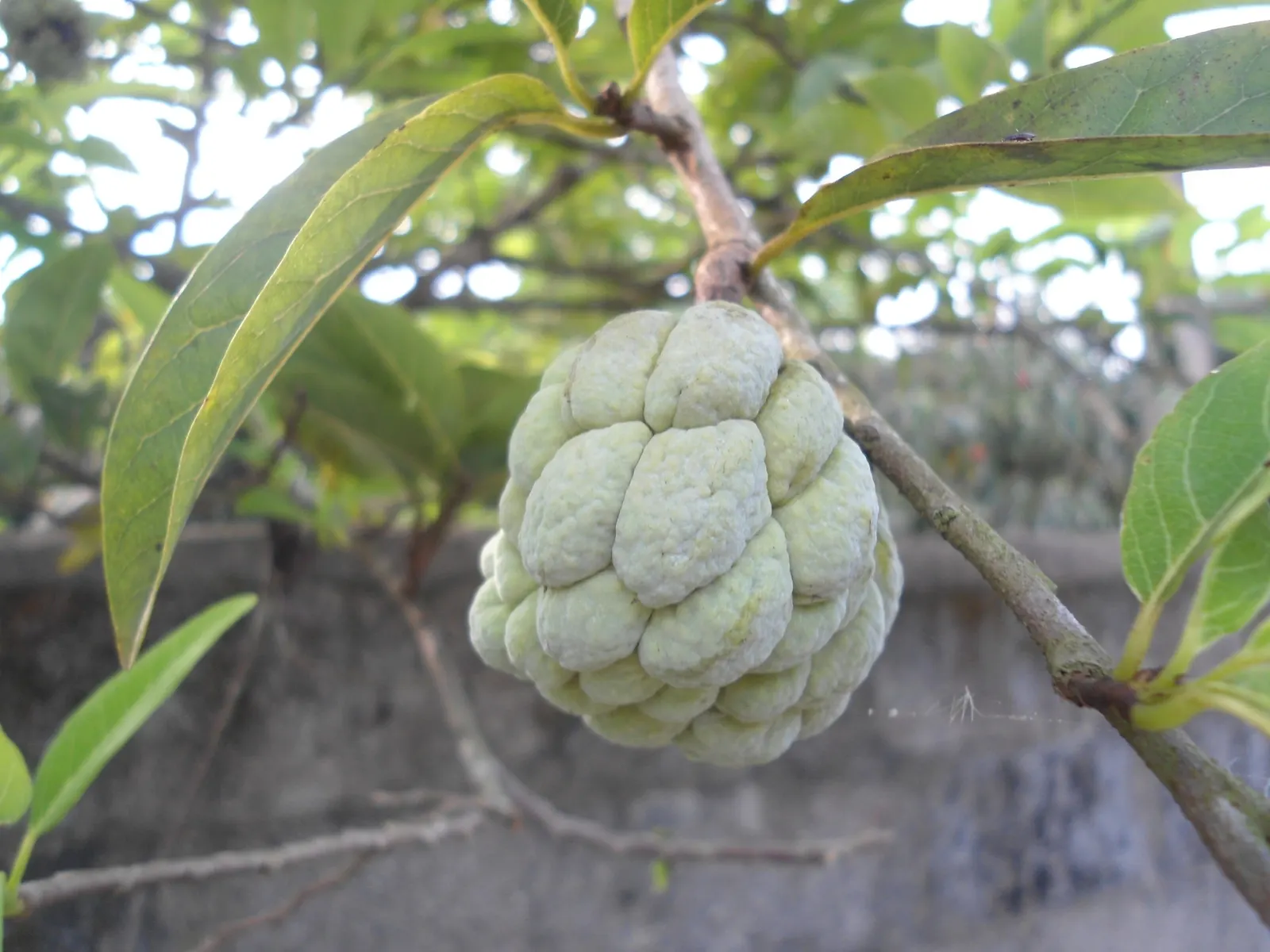 Anna Apple (Malus Pumila 'Anna Apple') — The fruit typically ripens by late spring to early summer, much earlier than many other apple varieties