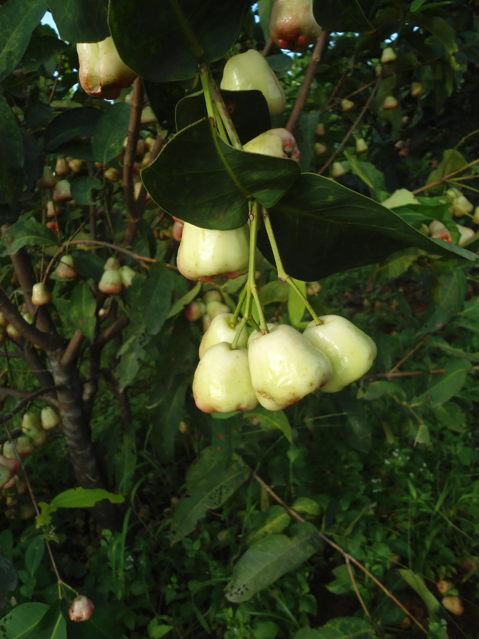 Anna Apple (Malus Pumila 'Anna Apple') — This variety yields sweet, crisp apples even in warm climates, ideal for USDA zones 6-9