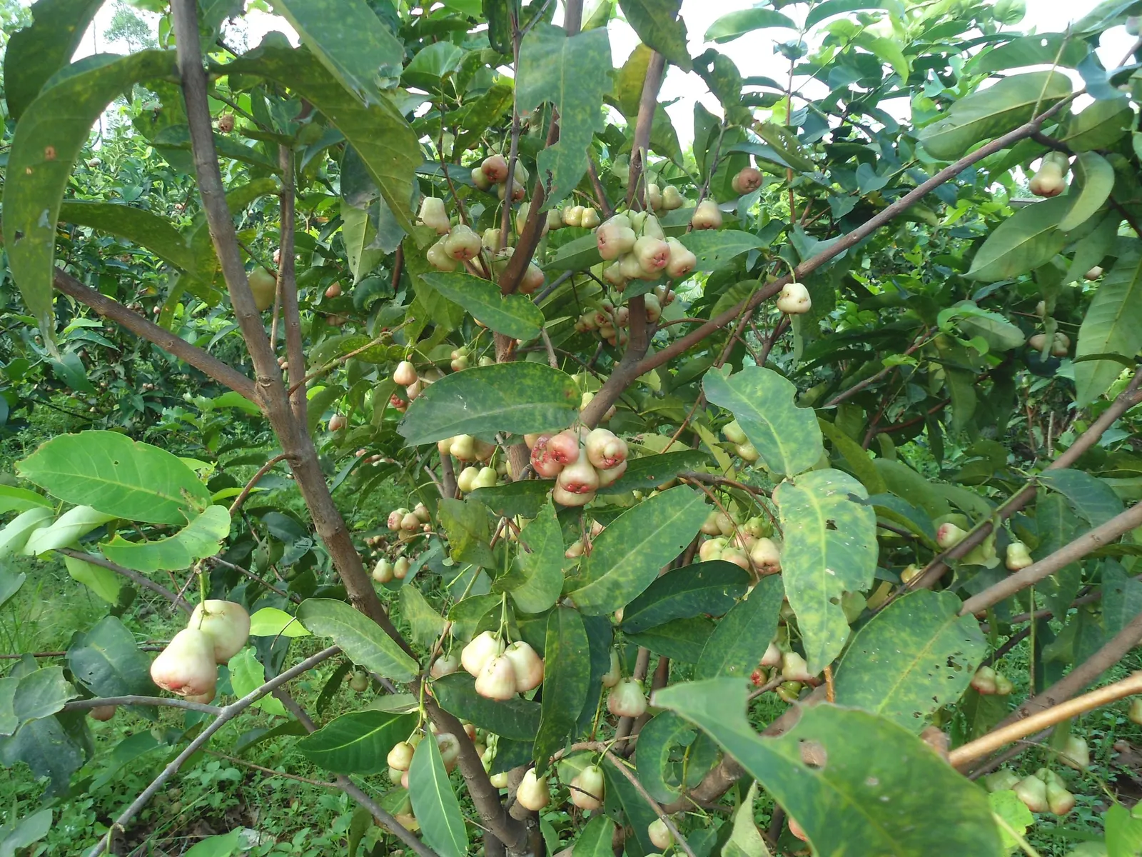 Anna Apple (Malus Pumila 'Anna Apple') — white flowers in the garden