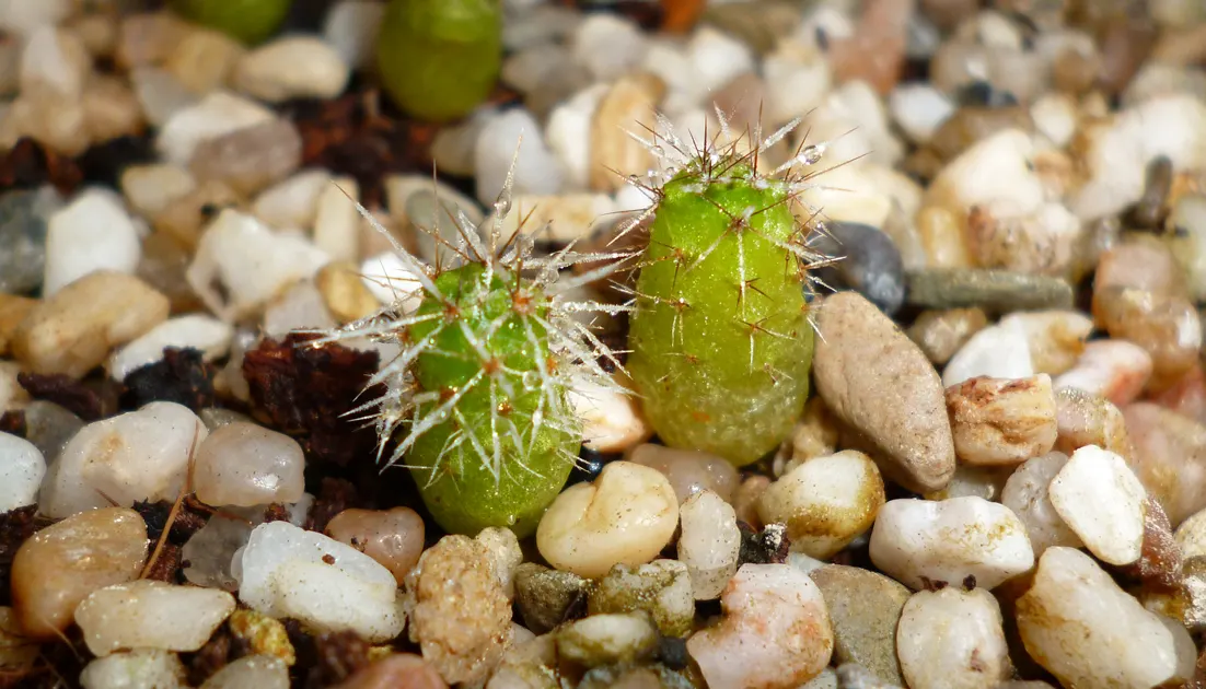 San Pedro Cactus (Trichocereus Pachanoi) — usually reaching a length of 7 to 9 inches