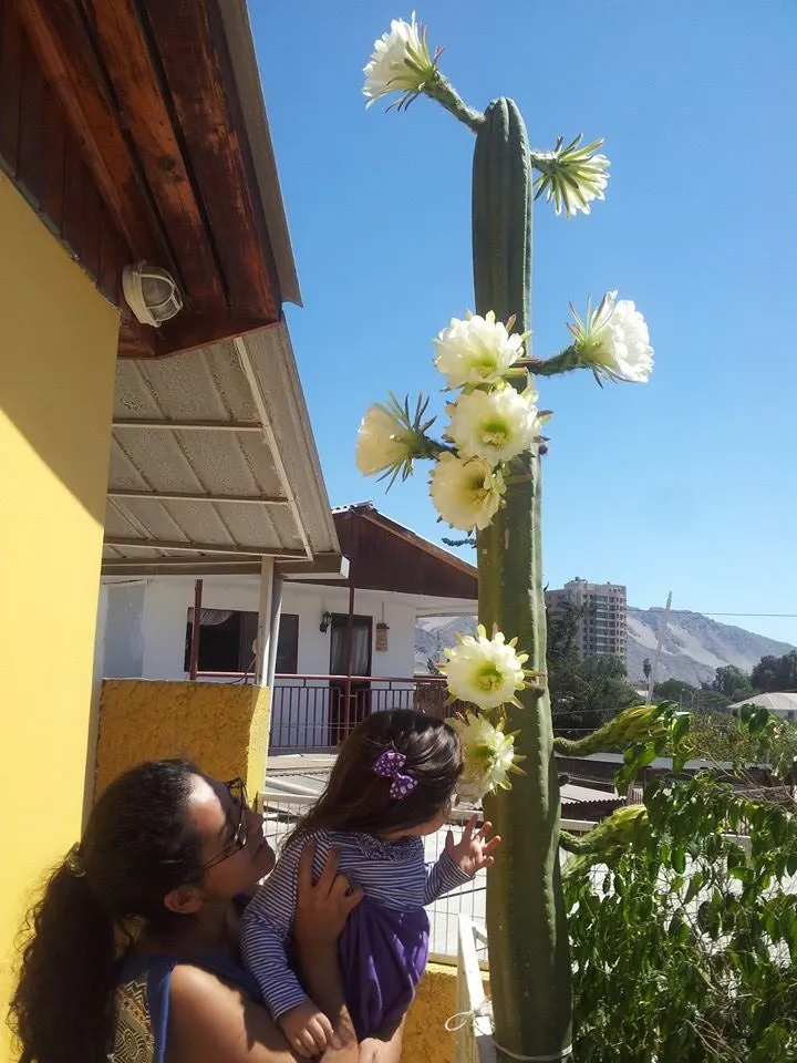 San Pedro Cactus (Trichocereus Pachanoi) — cactus for full or half; it provides architectural interest and an exotic touch that can complement a variety of