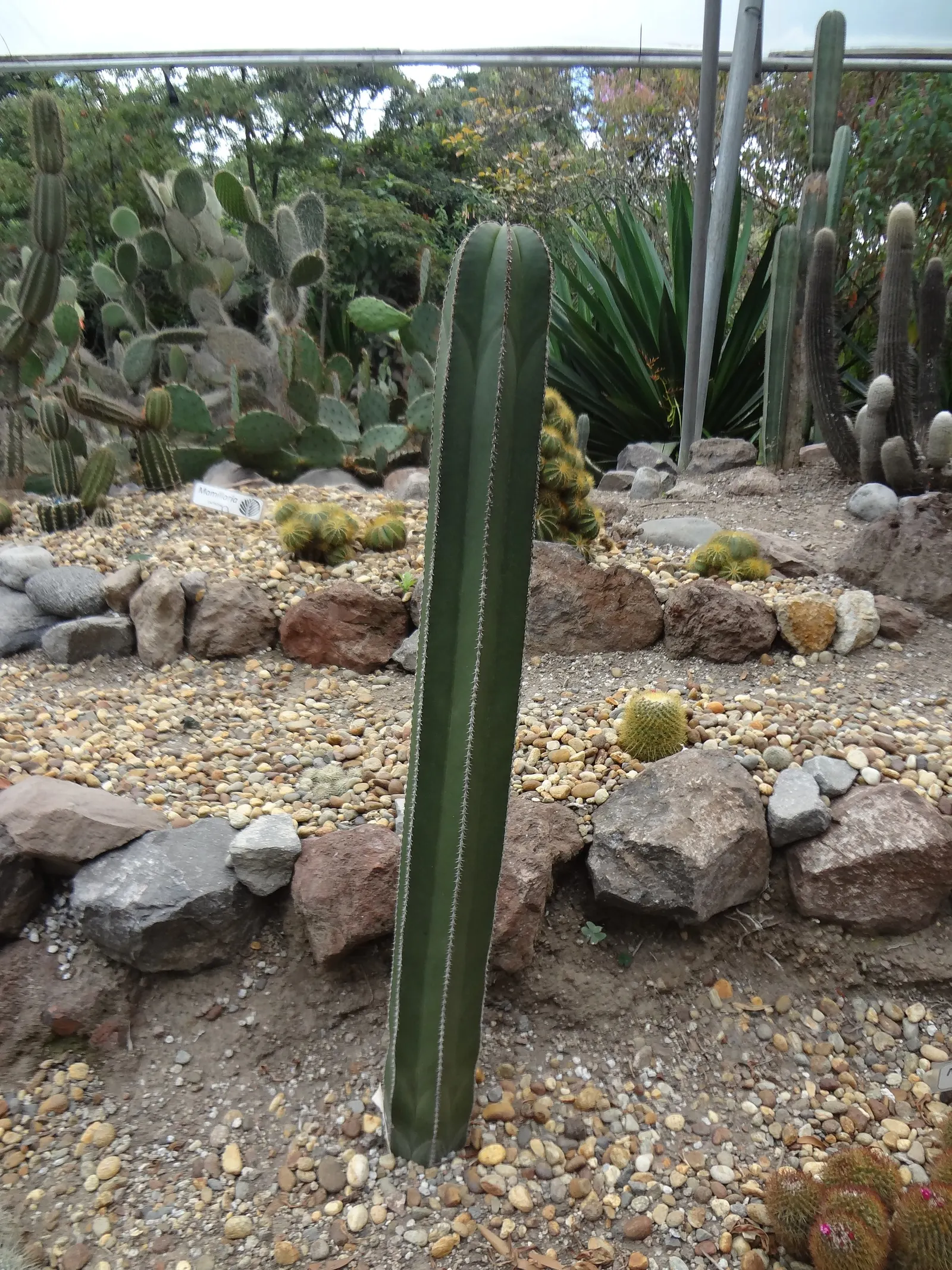 San Pedro Cactus (Trichocereus Pachanoi) — cactus with white blooms
