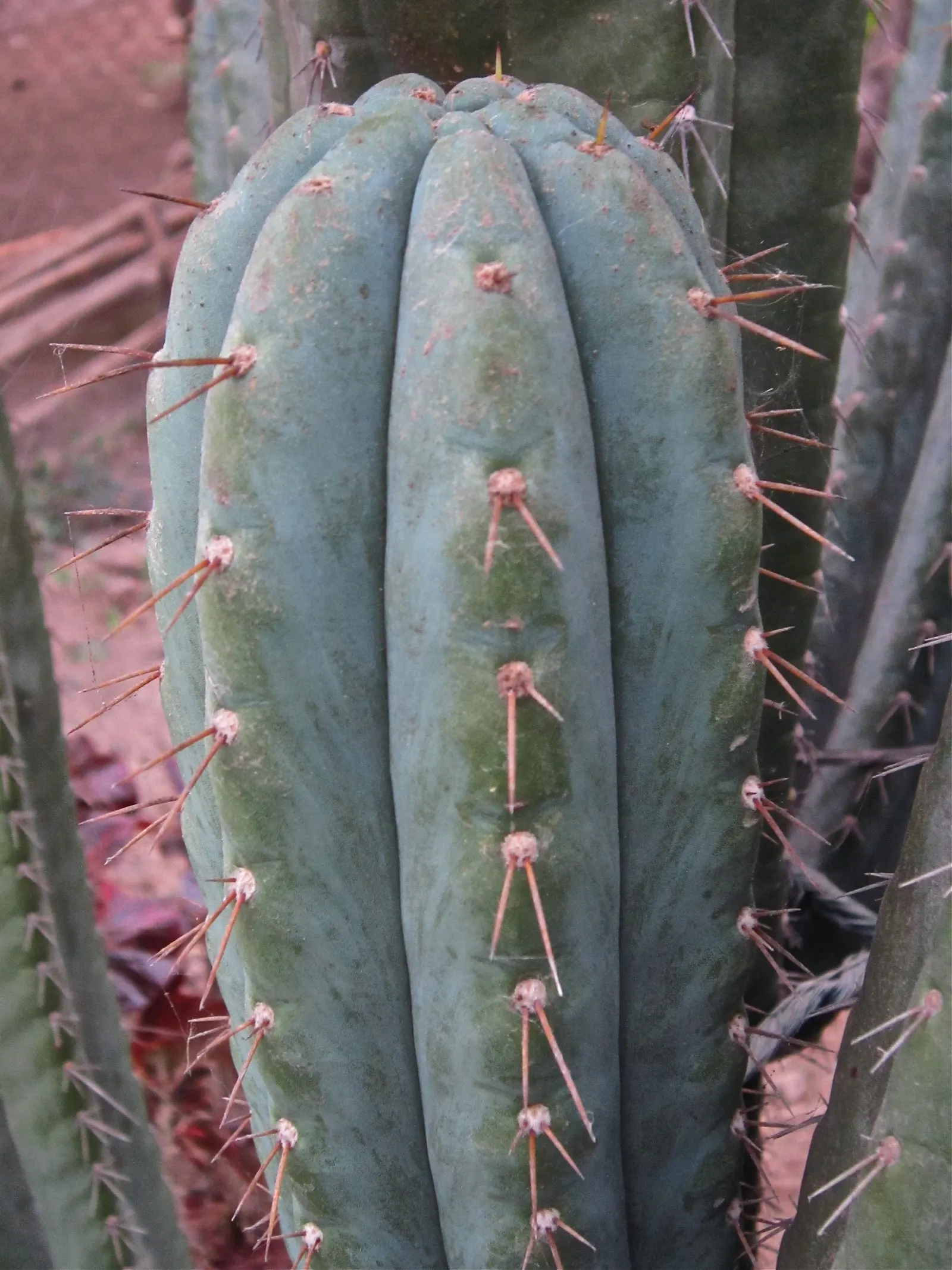San Pedro Cactus (Trichocereus Pachanoi) — This plant is well suited for a prominent spot in your garden design due to its impressive and, image 70