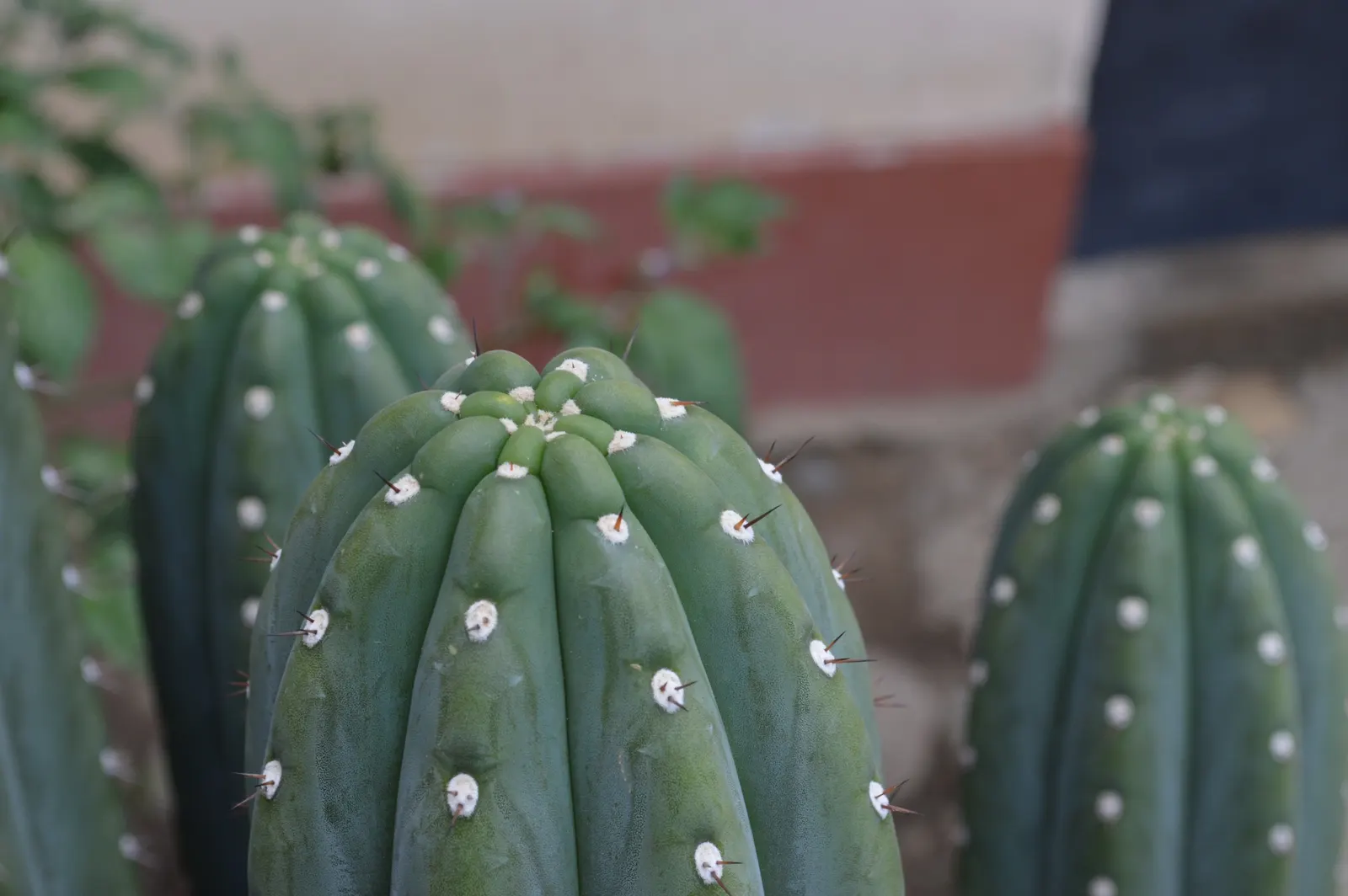 San Pedro Cactus (Trichocereus Pachanoi) — green body is punctuated by areoles producing white, image 46