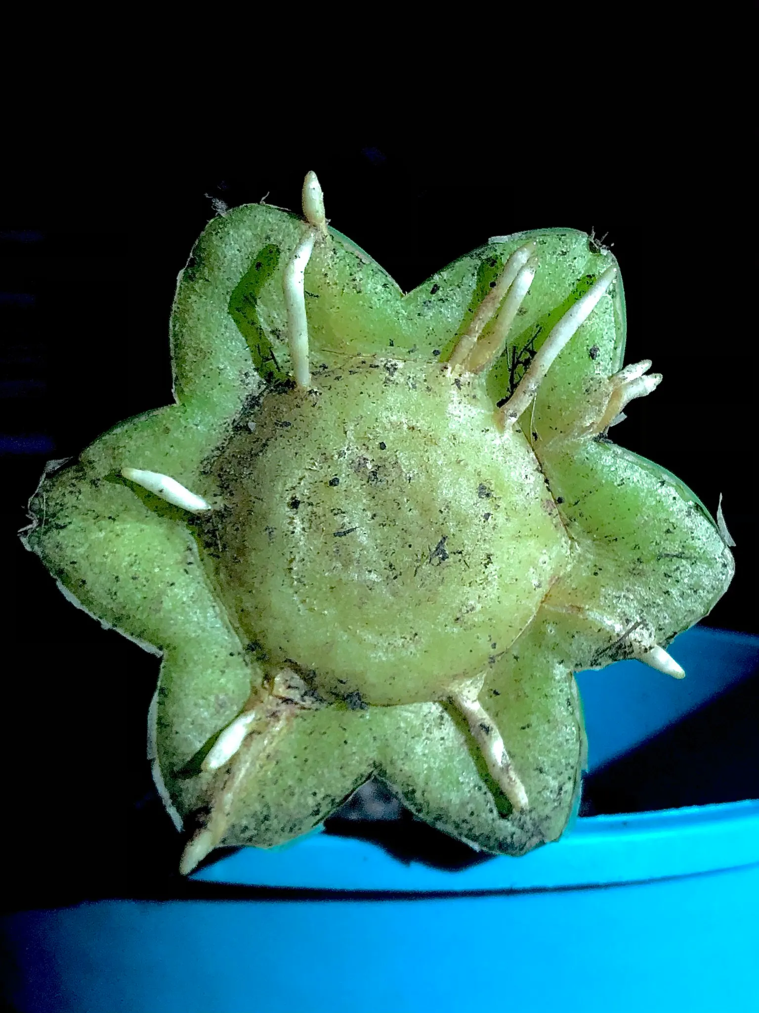 San Pedro Cactus (Trichocereus Pachanoi) — cactus for full or half; it provides architectural interest and an exotic touch that can complement a, image 63