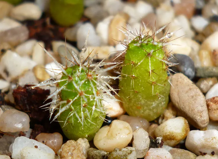 San Pedro Cactus (Trichocereus Pachanoi) — consider its dramatic vertical form as a focal point among lower-growing succulents and xeriscape plants