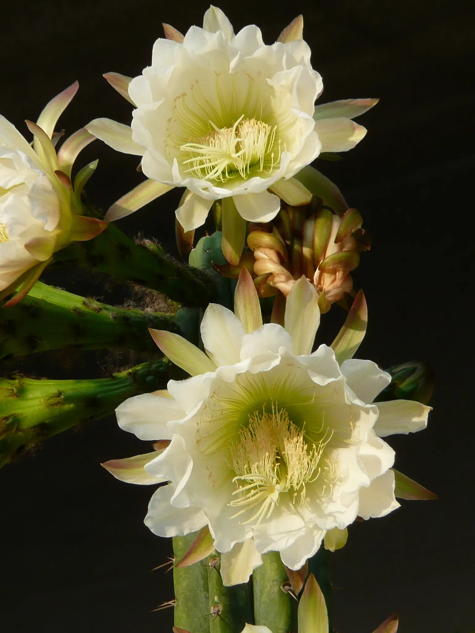 San Pedro Cactus (Trichocereus Pachanoi) — The San Pedro Cactus typically grows with a single; it grows at a moderate rate of about 4 to 12 inches, image 50