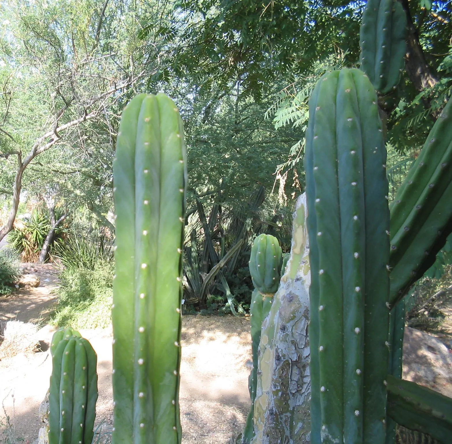 San Pedro Cactus (Trichocereus Pachanoi) — usually reaching a length of 7 to 9 inches; it provides architectural interest and an exotic touch that, image 54