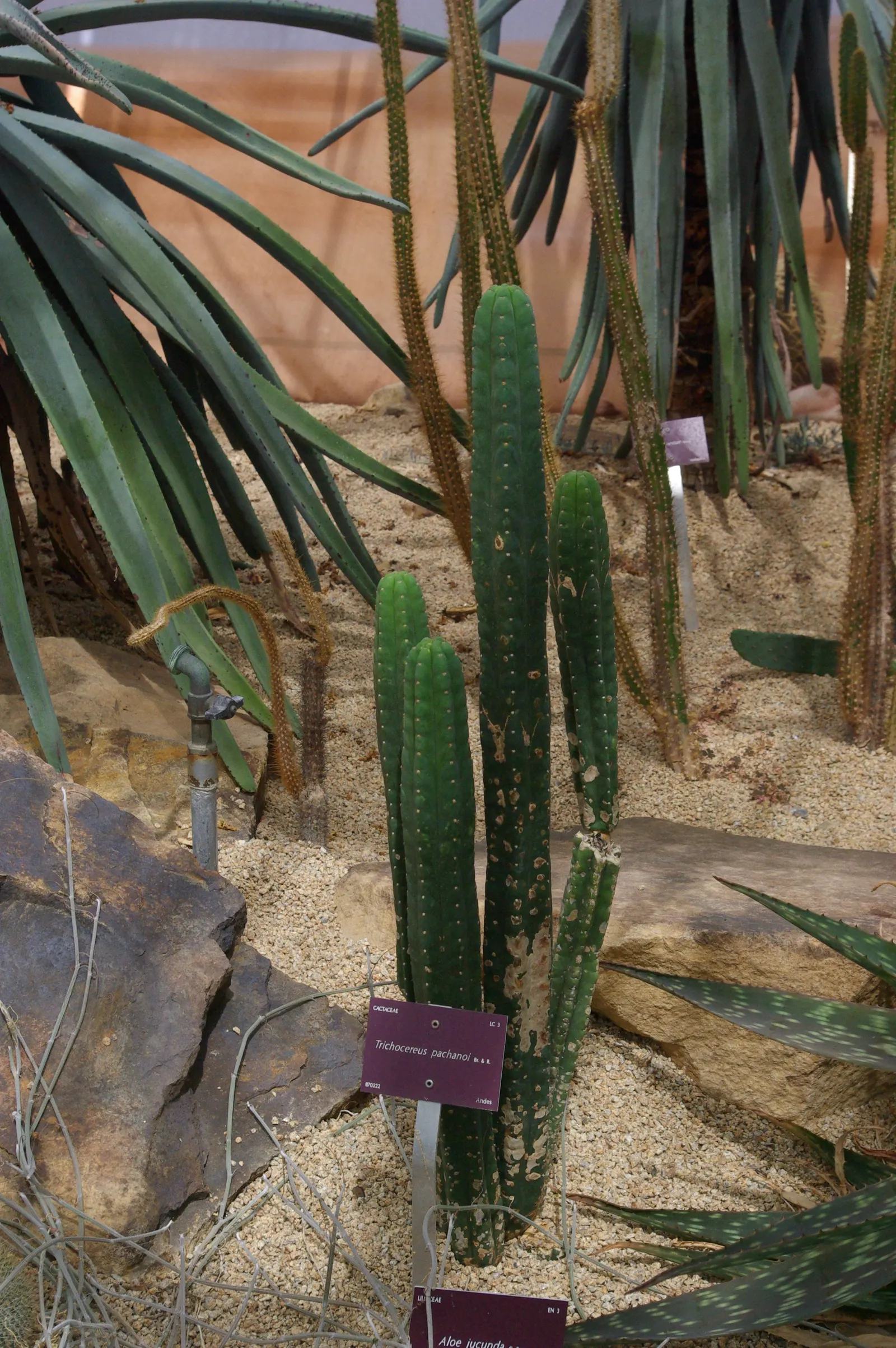 San Pedro Cactus (Trichocereus Pachanoi) — It requires full sun exposure for optimal growth but can tolerate some light shade; green body is, image 55