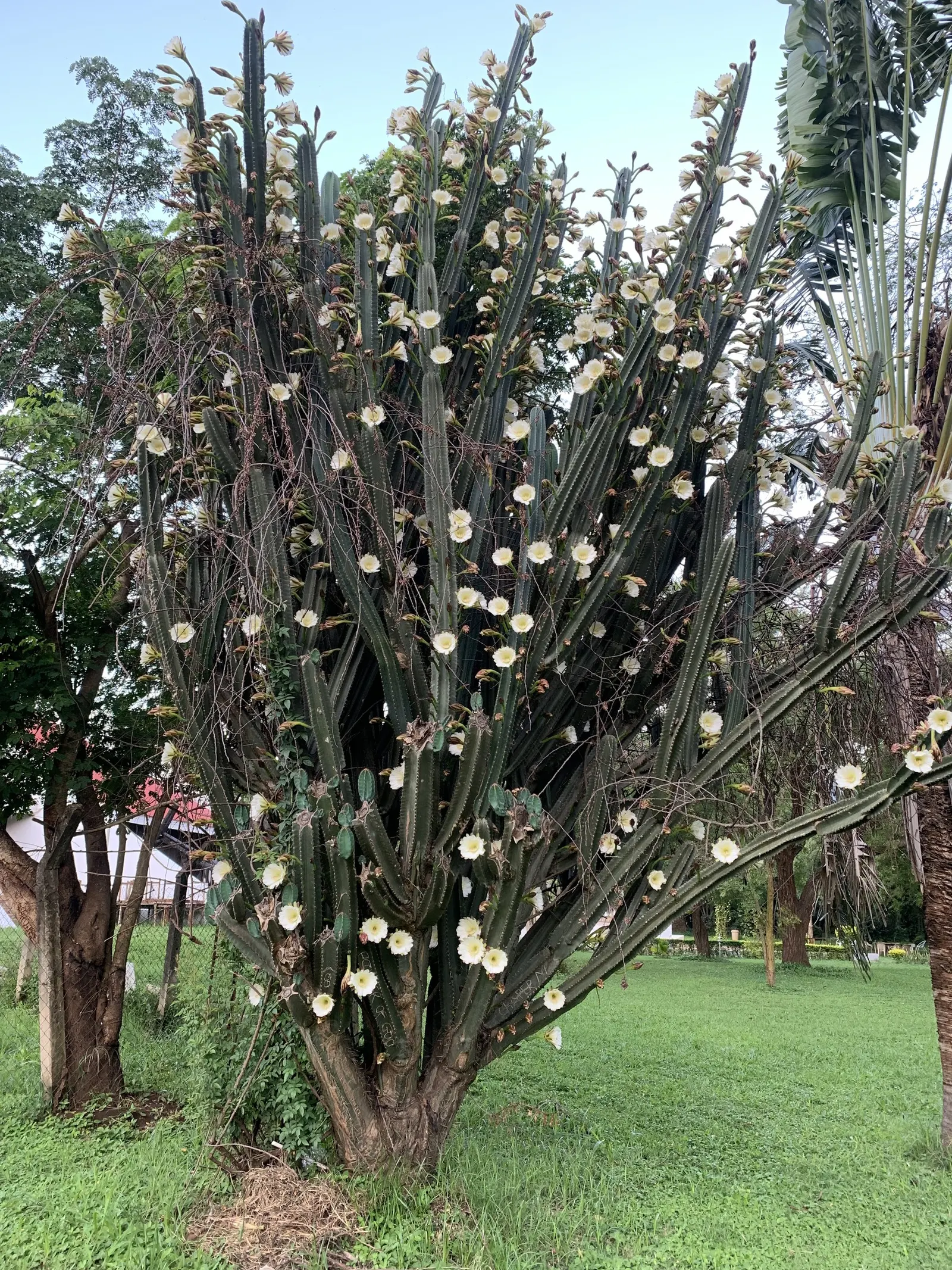 San Pedro Cactus (Trichocereus Pachanoi) — scientifically known as Trichocereus pachanoi