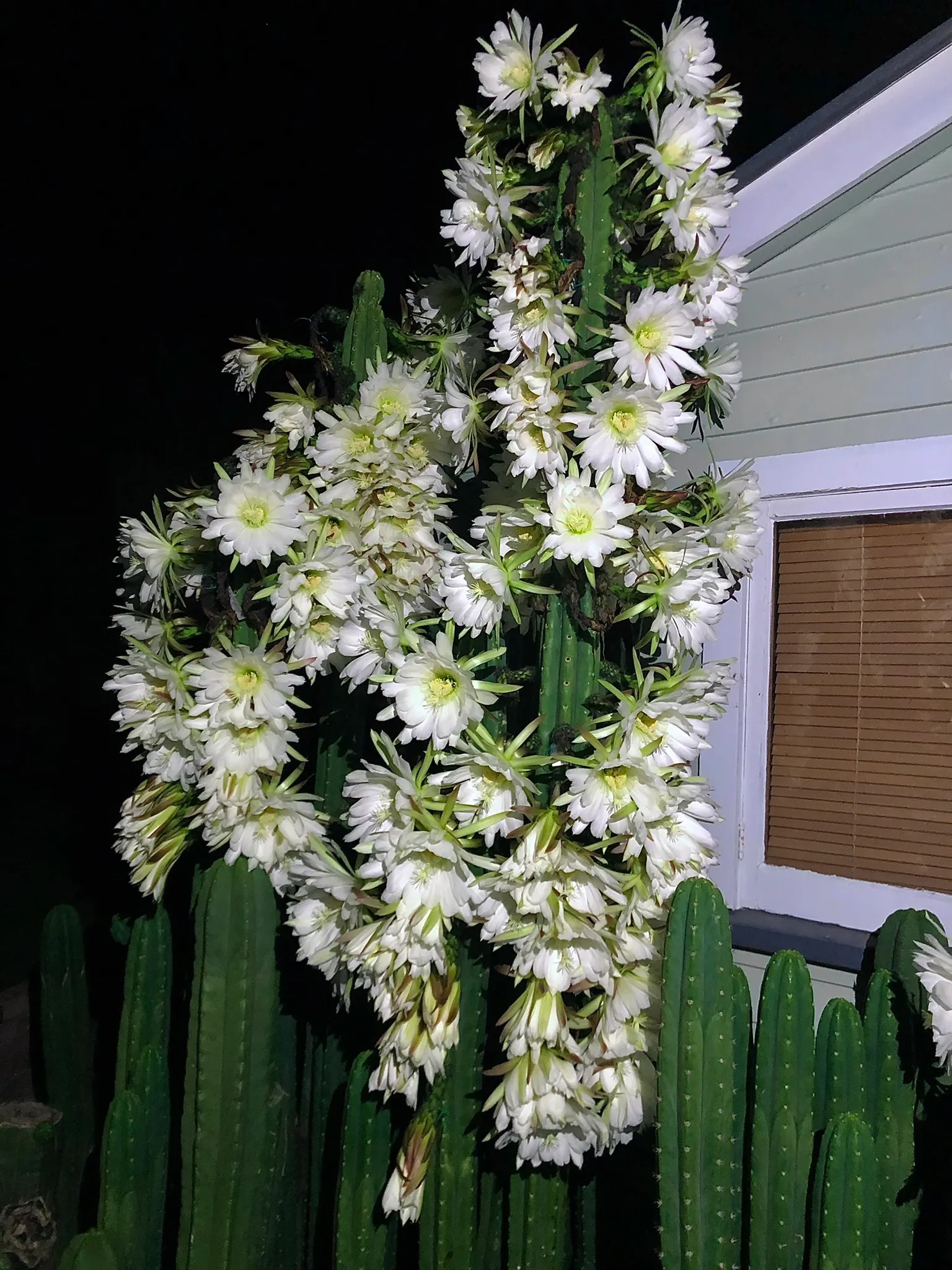 San Pedro Cactus (Trichocereus Pachanoi) — usually reaching a length of 7 to 9 inches; it provides architectural interest and an exotic touch that can