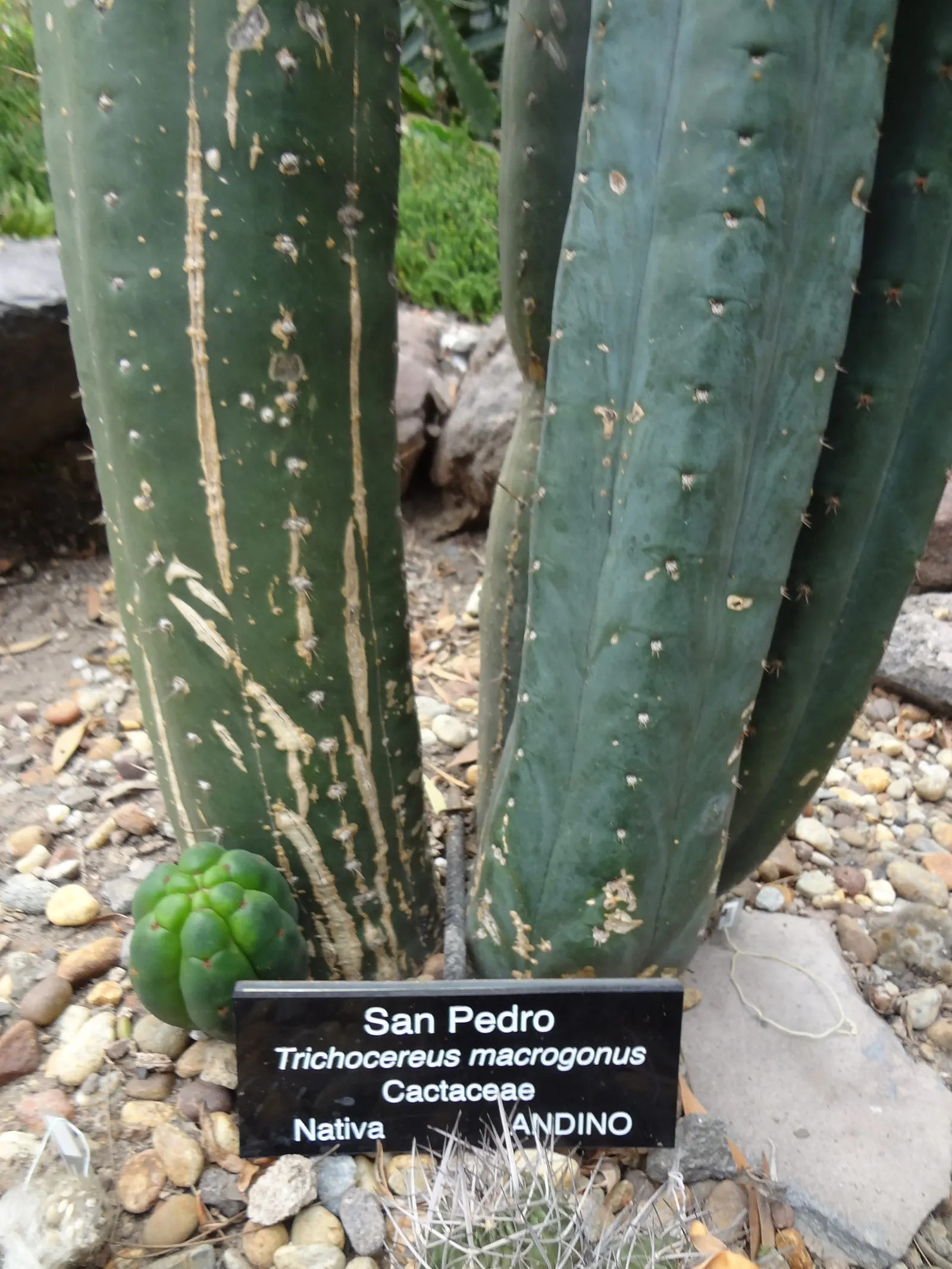 San Pedro Cactus (Trichocereus Pachanoi) — white flowers in the garden