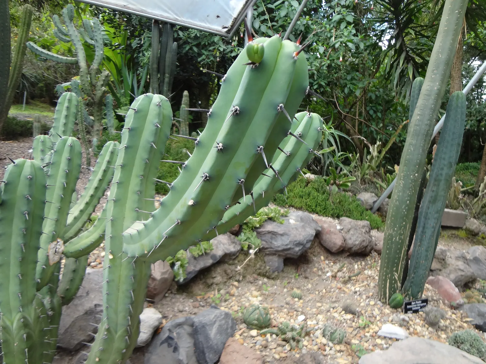 San Pedro Cactus (Trichocereus Pachanoi) — It reaches heights of 10-20 feet at maturity with a diameter of 6-8 inches; it grows at a moderate rate, image 44