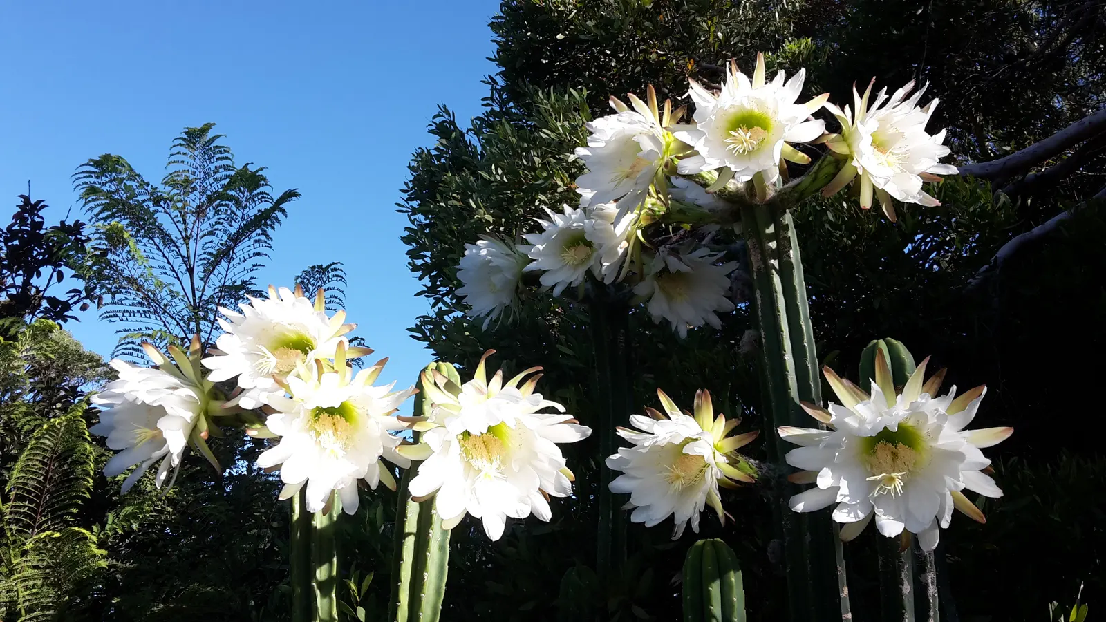 San Pedro Cactus (Trichocereus Pachanoi) — white flowers in the garden; green body is punctuated by areoles producing white, image 61