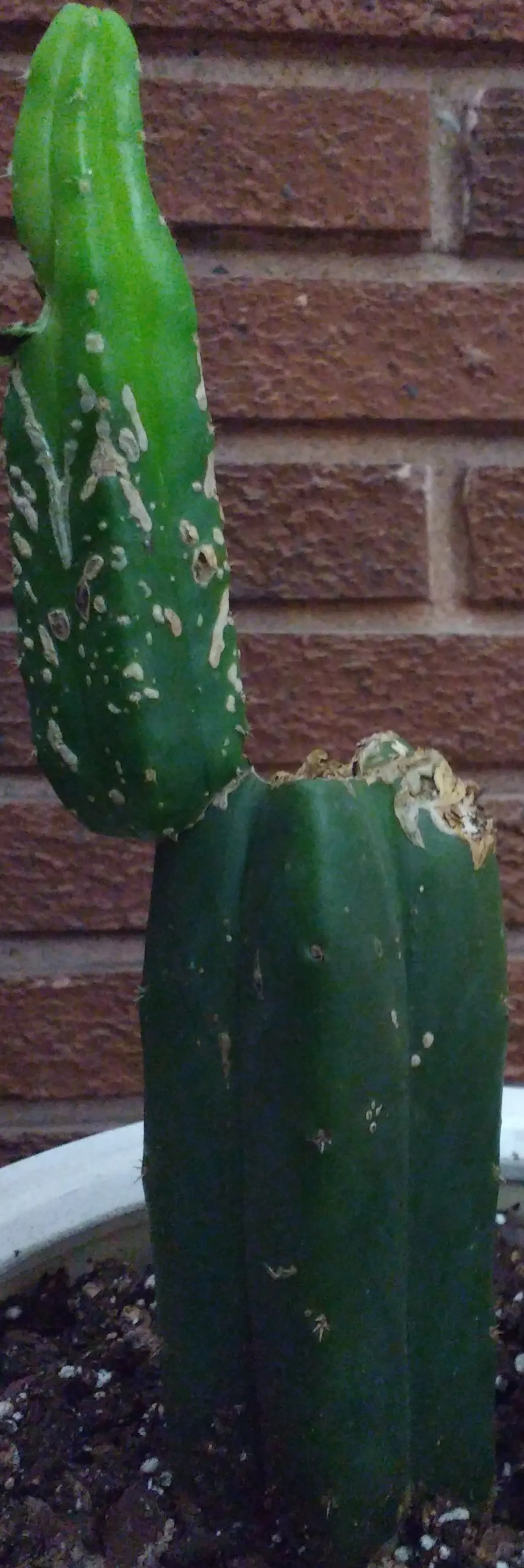 San Pedro Cactus (Trichocereus Pachanoi) — scientifically known as Trichocereus pachanoi; it grows at a moderate rate of about 4 to 12 inches per, image 47