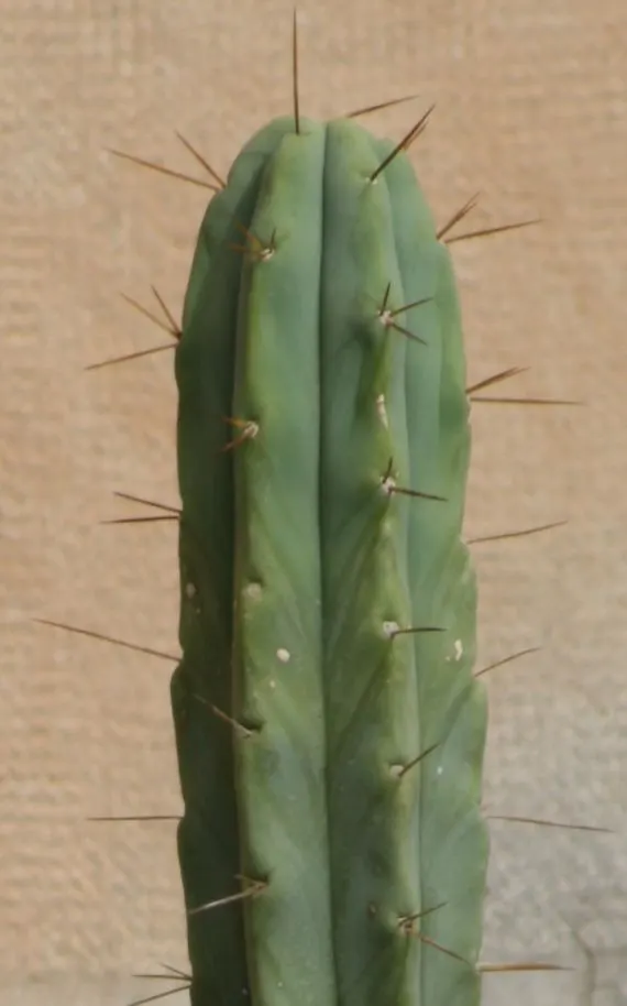 San Pedro Cactus (Trichocereus Pachanoi) — green body is punctuated by areoles producing white
