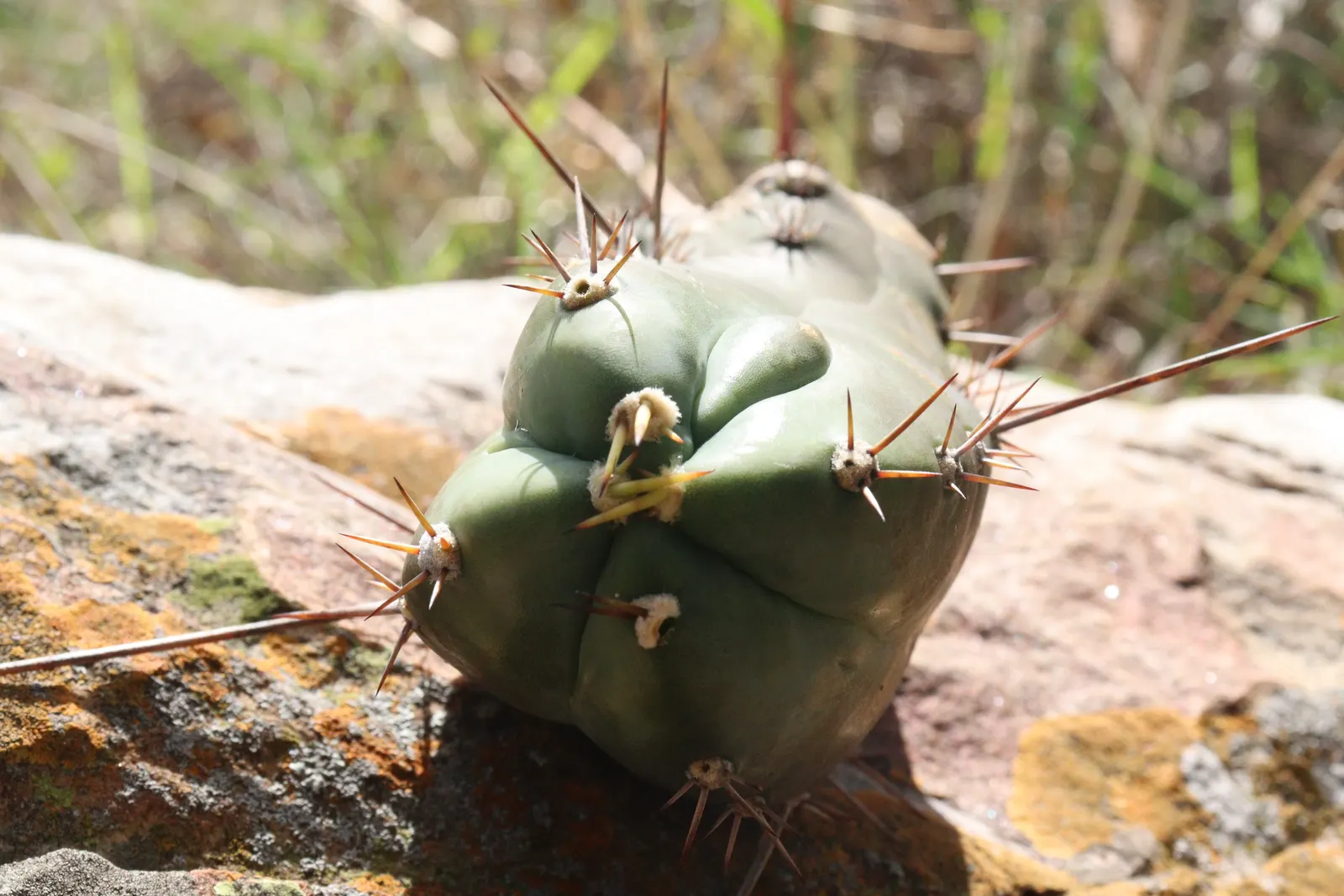 San Pedro Cactus (Trichocereus Pachanoi) — with a diameter of approximately 6 inches; green body is punctuated by areoles producing white, image 52