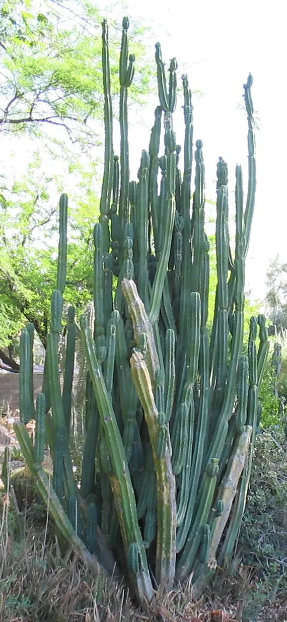 San Pedro Cactus (Trichocereus Pachanoi) — It reaches heights of 10-20 feet at maturity with a diameter of 6-8 inches