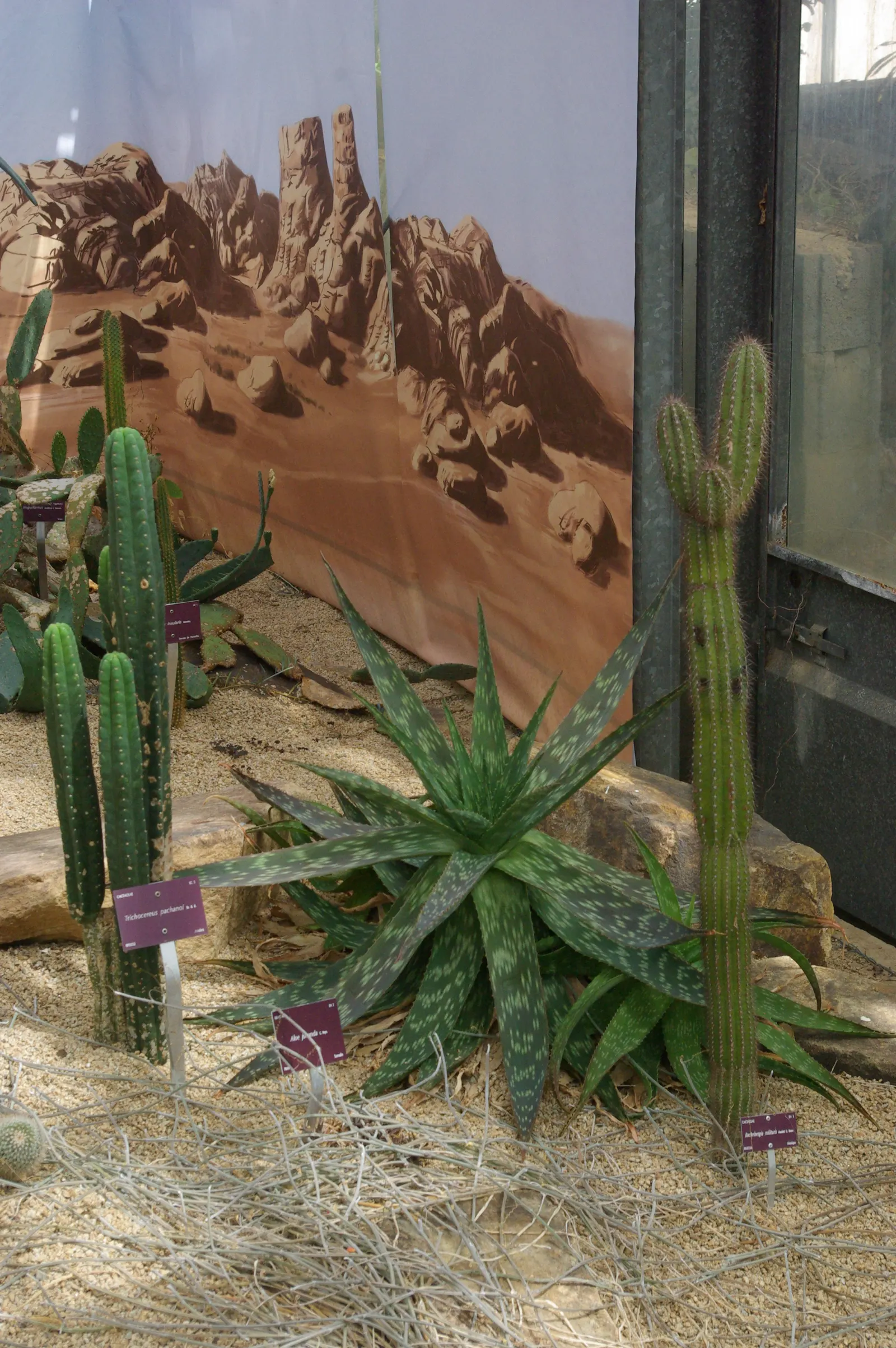 San Pedro Cactus (Trichocereus Pachanoi) — It provides architectural interest and an exotic touch that can complement a variety of outdoor styles, image 60