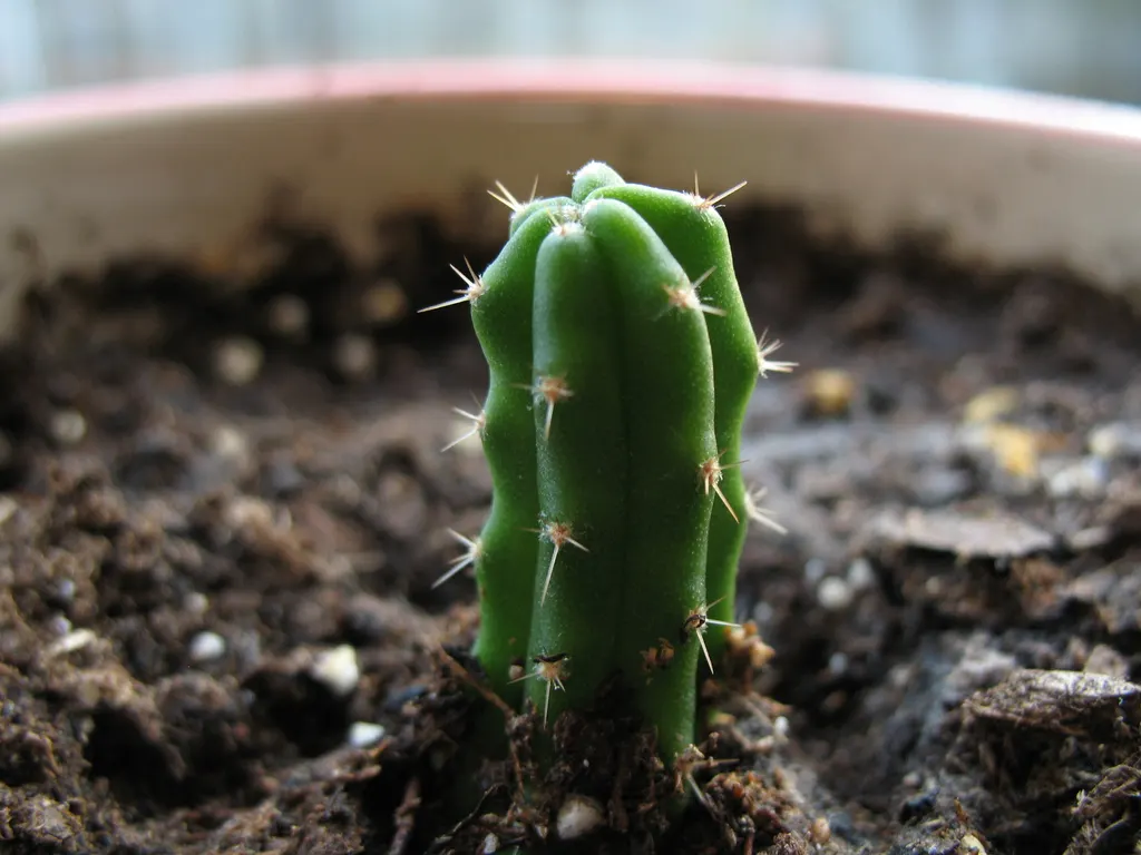 San Pedro Cactus (Trichocereus Pachanoi) — it is low-maintenance and only needs occasional watering once established