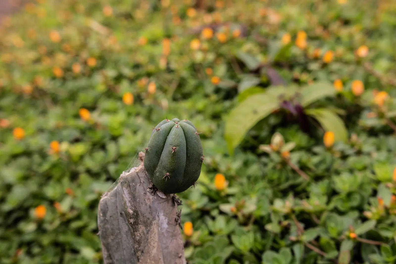 San Pedro Cactus (Trichocereus Pachanoi) — It provides architectural interest and an exotic touch that can complement a variety of outdoor styles