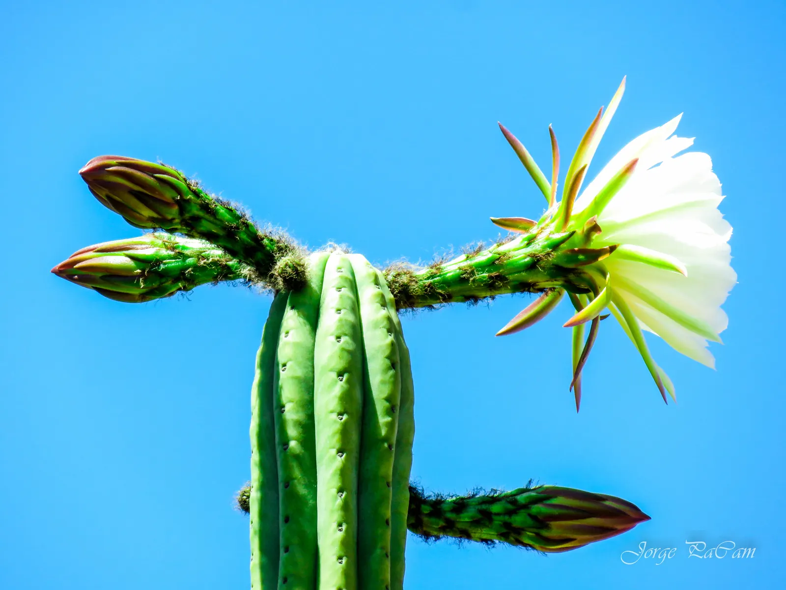 San Pedro Cactus (Trichocereus Pachanoi) — This cactus prefers well-drained soils and full sun exposure; it provides architectural interest and an, image 45