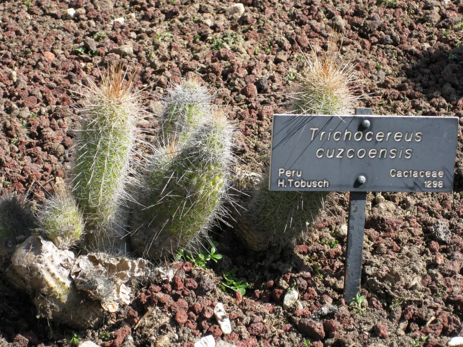 San Pedro Cactus (Trichocereus Pachanoi) — It reaches heights of 10-20 feet at maturity with a diameter of 6-8 inches; it grows at a moderate rate of about 4