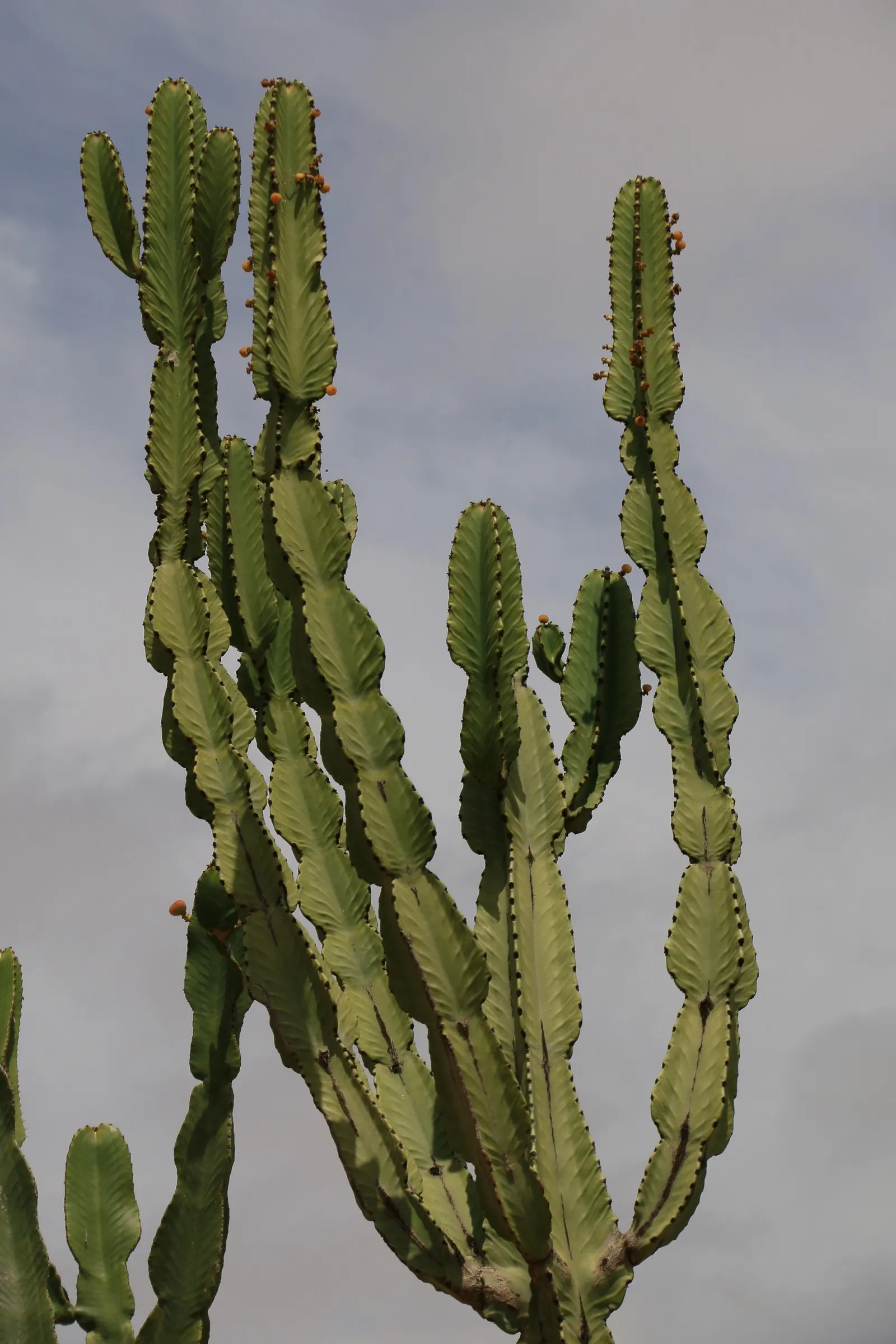 San Pedro Cactus (Trichocereus Pachanoi) — it grows at a moderate rate of about 4 to 12 inches per year, image 32