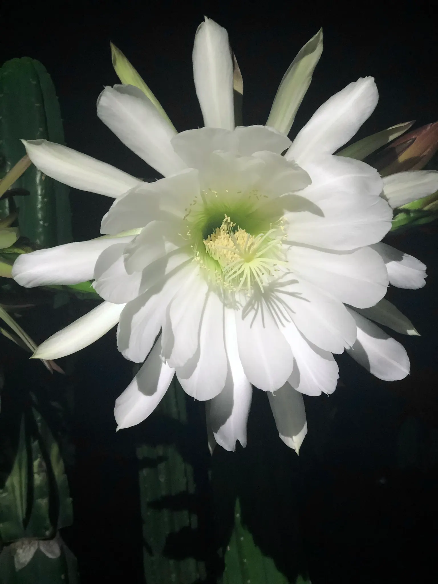 San Pedro Cactus (Trichocereus Pachanoi) — is a columnar cactus native to the Andes Mountains in South America; it provides architectural interest, image 69