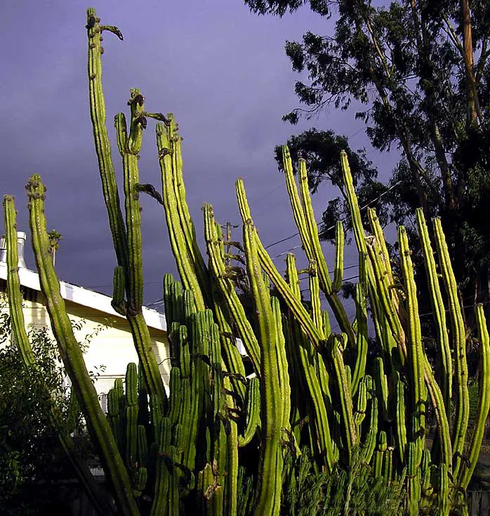 San Pedro Cactus (Trichocereus Pachanoi) — The San Pedro Cactus typically grows with a single; it grows at a moderate rate of about 4 to 12 inches, image 71