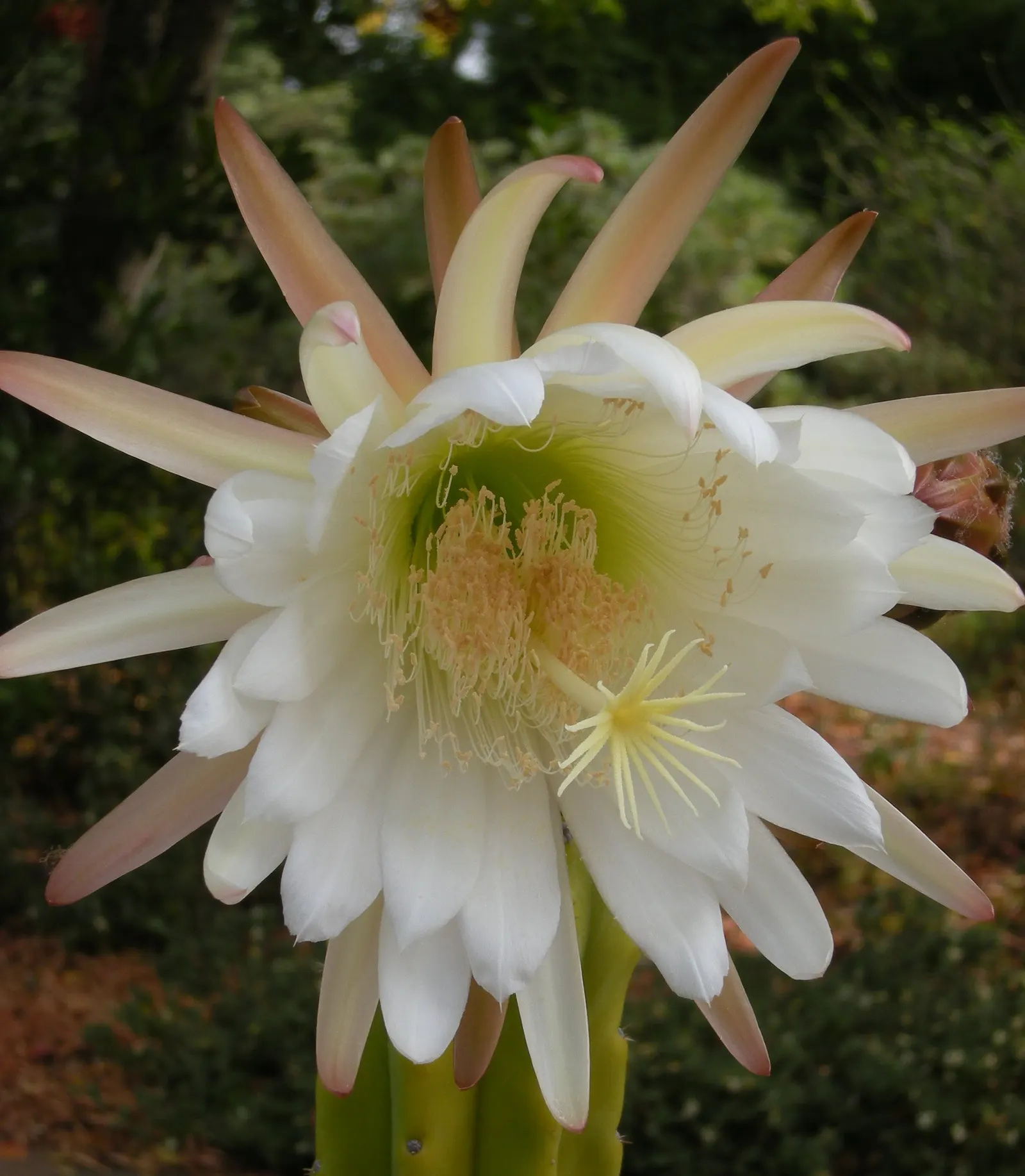 San Pedro Cactus (Trichocereus Pachanoi) — which can reach heights of 10 to 20 feet at maturity